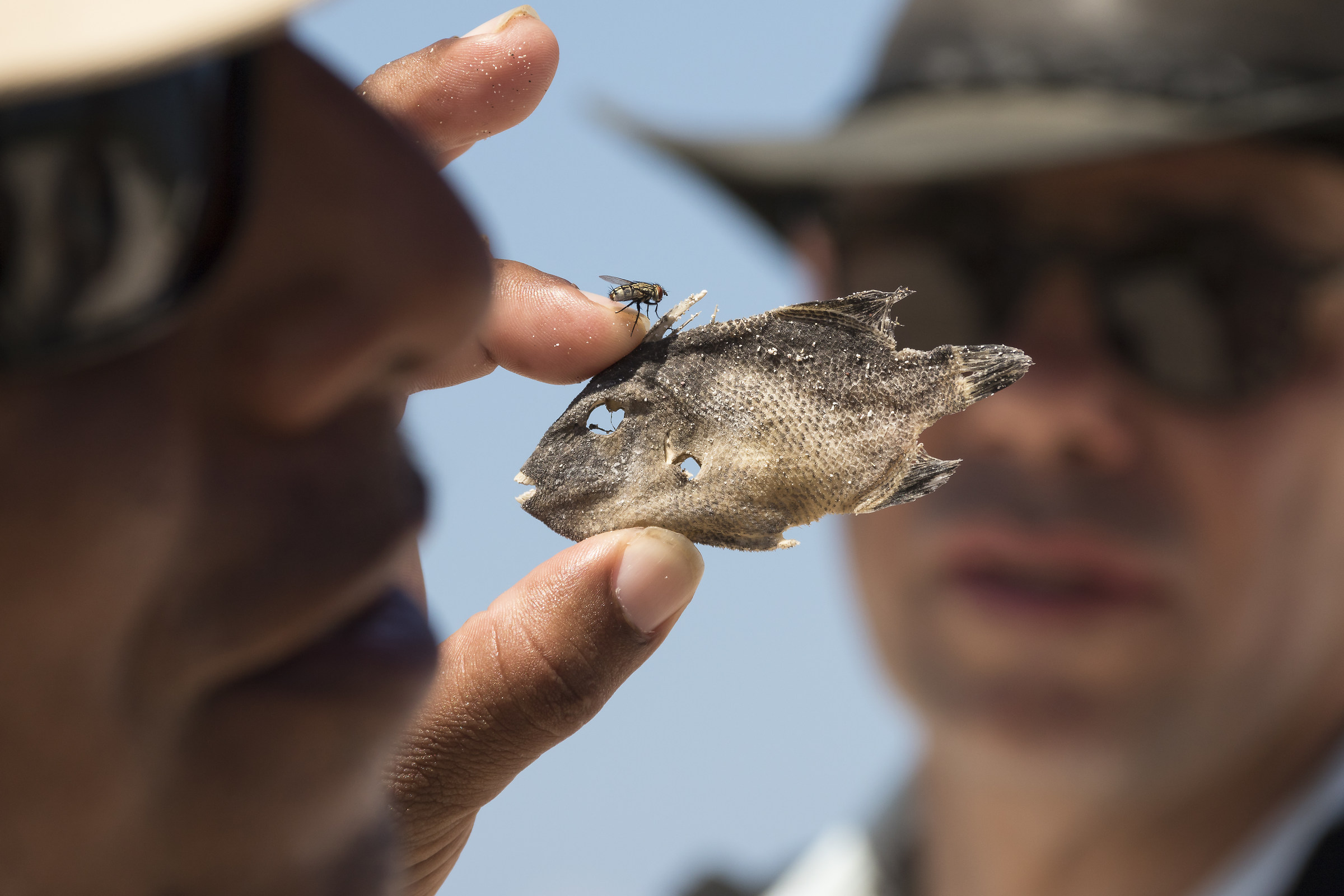 I cloni, il pesce e la mosca