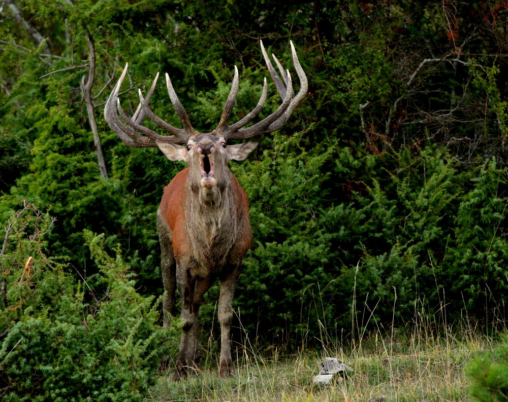 ti bramisco in faccia