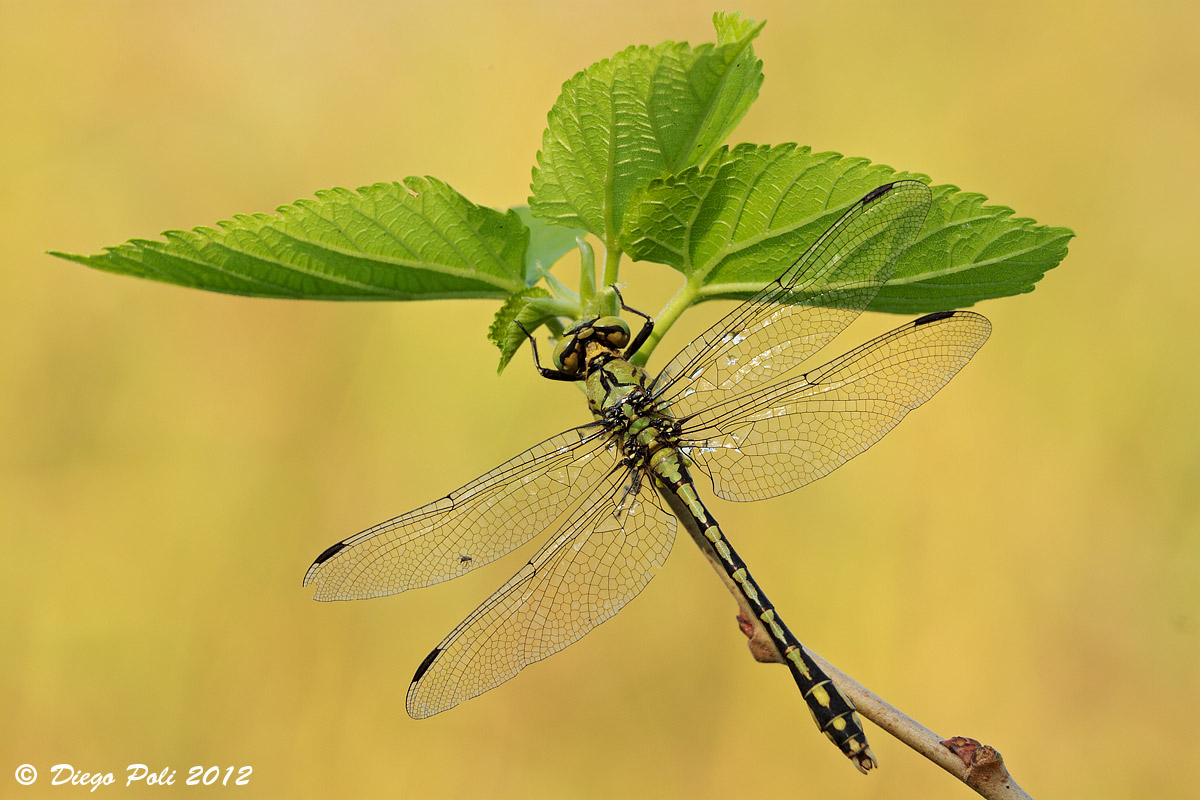 in the company of a little friend