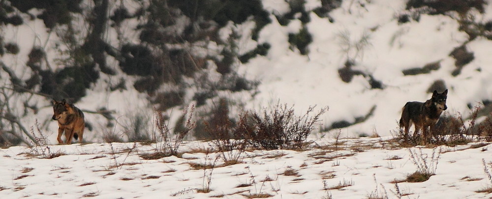 The red and the gray