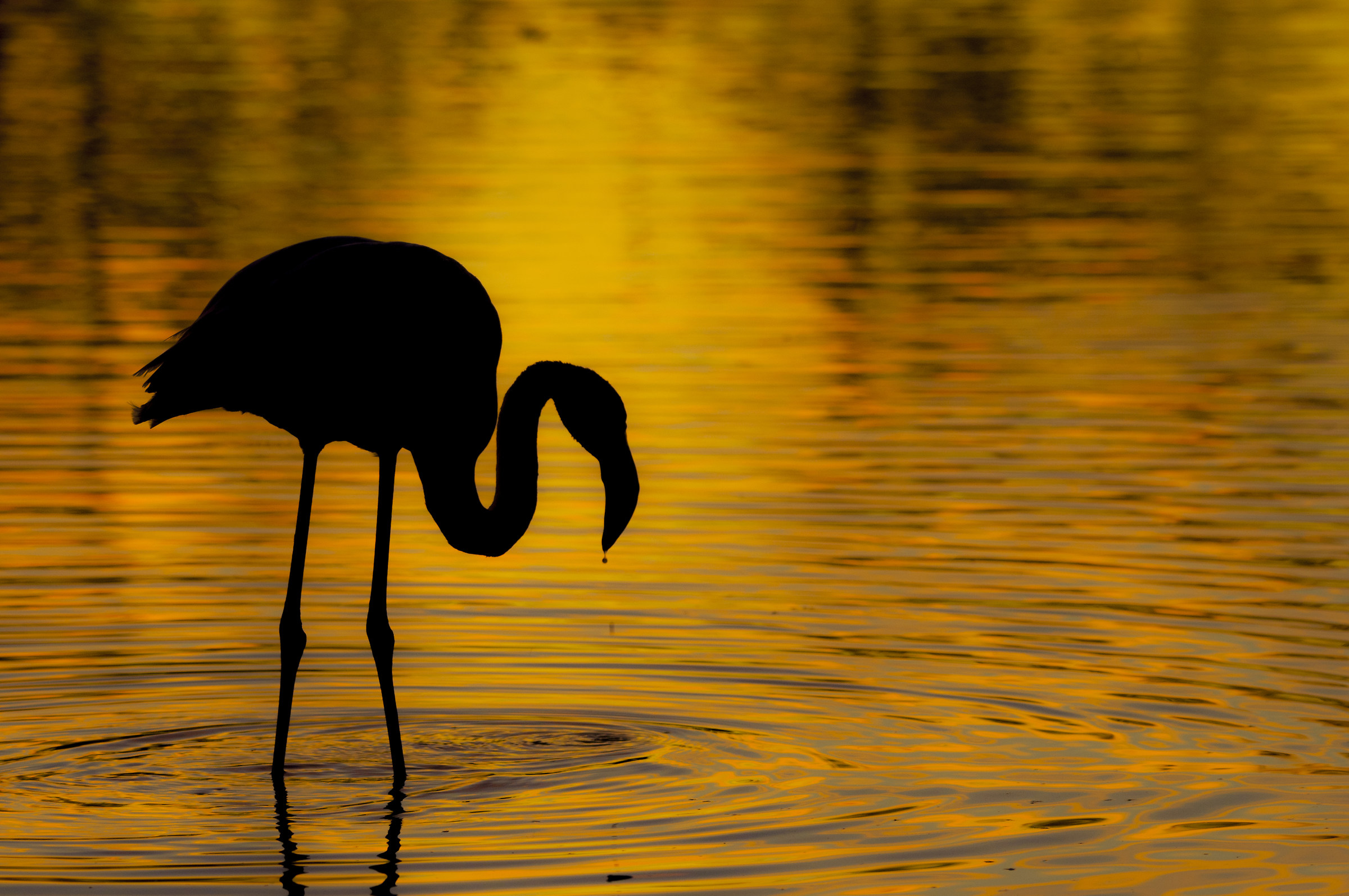 Flamingo in the fiery light of the sunset