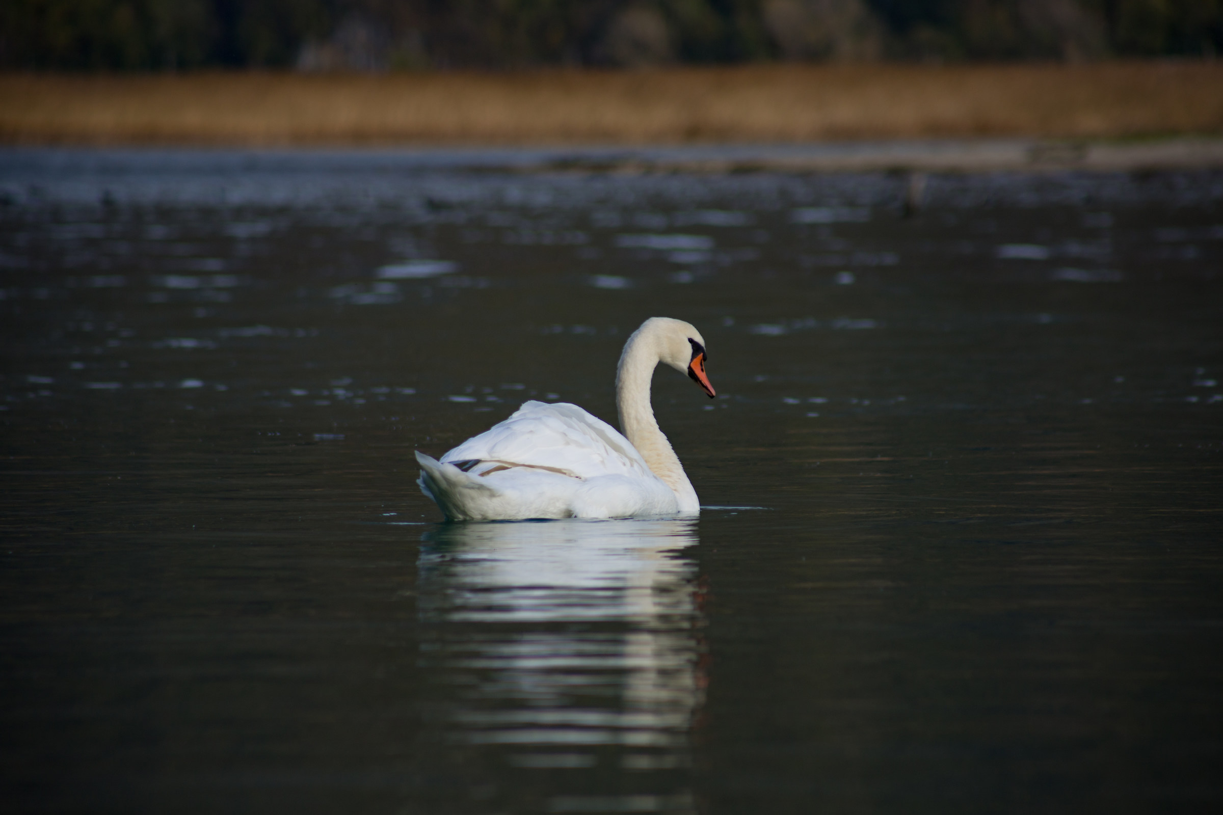 Swan