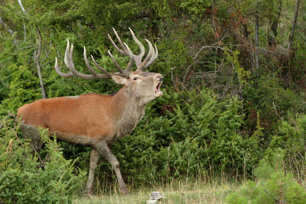 Deer torto bramito 2