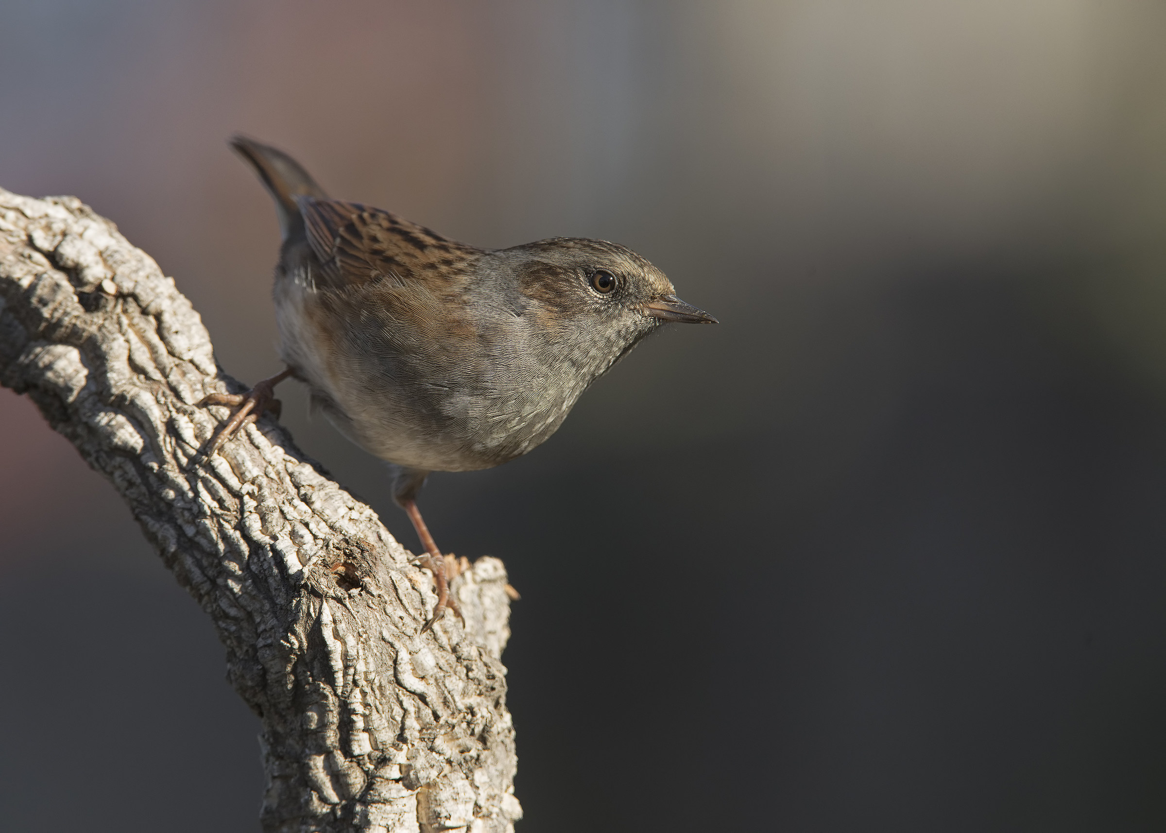 passera scopaiola (prunella modularis)