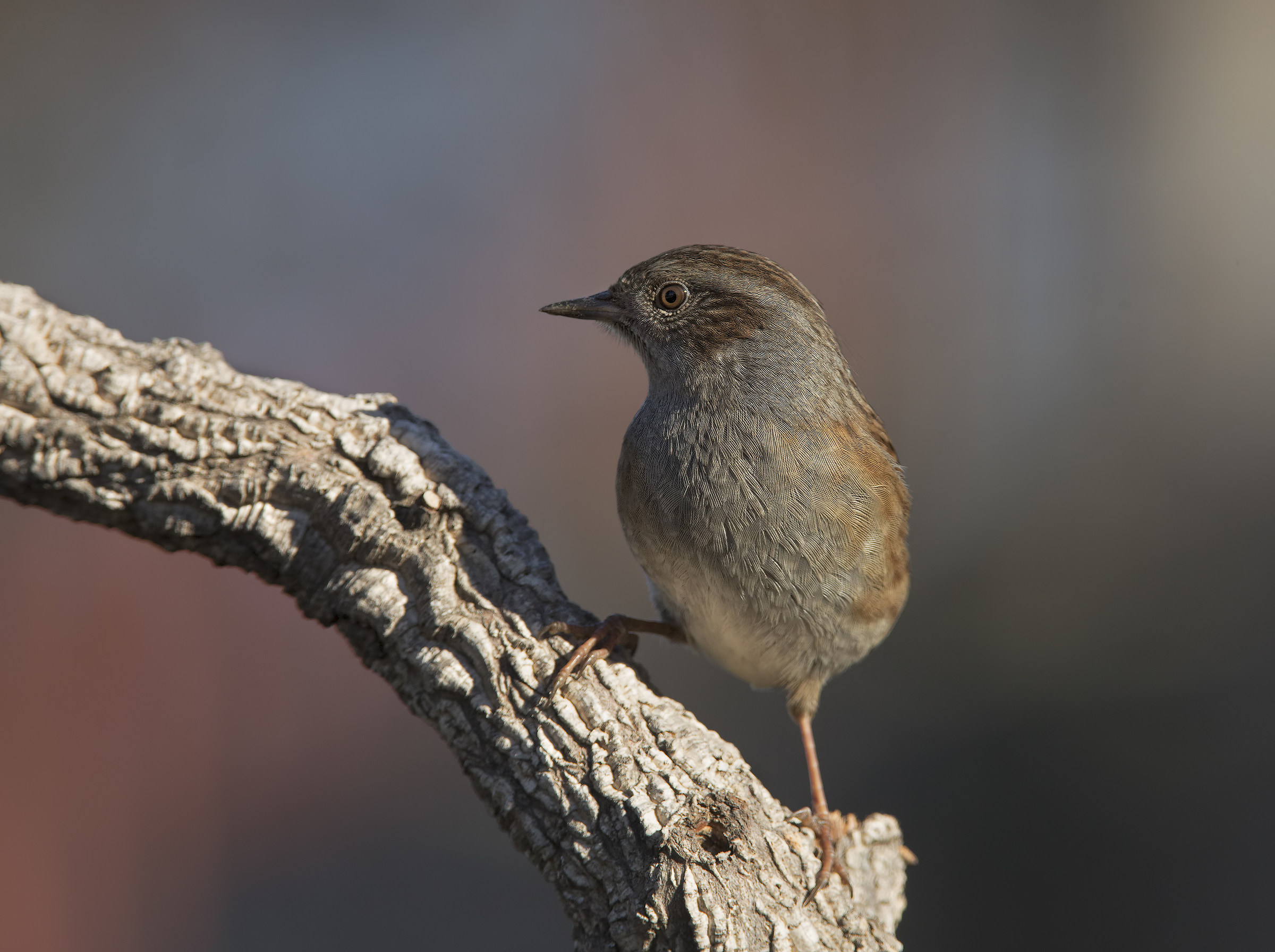 passera scopaiola (prunella modularis)