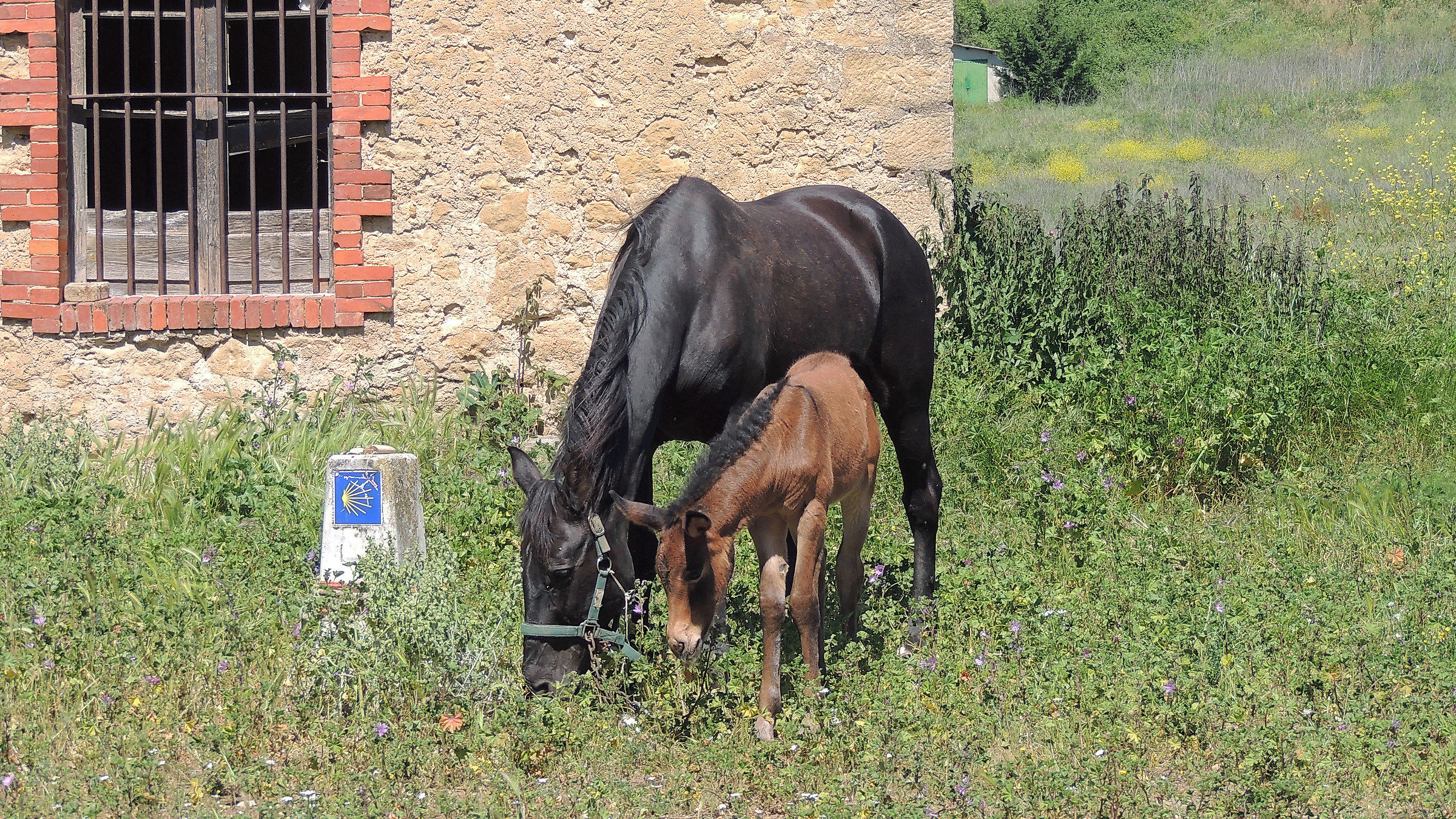 Tenderness on the Path