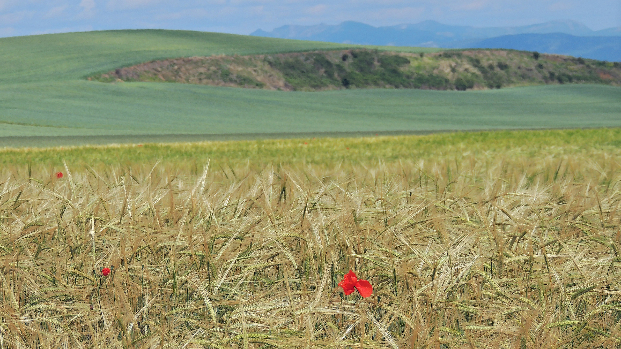 Una lacrima di sangue in un mare di speranza