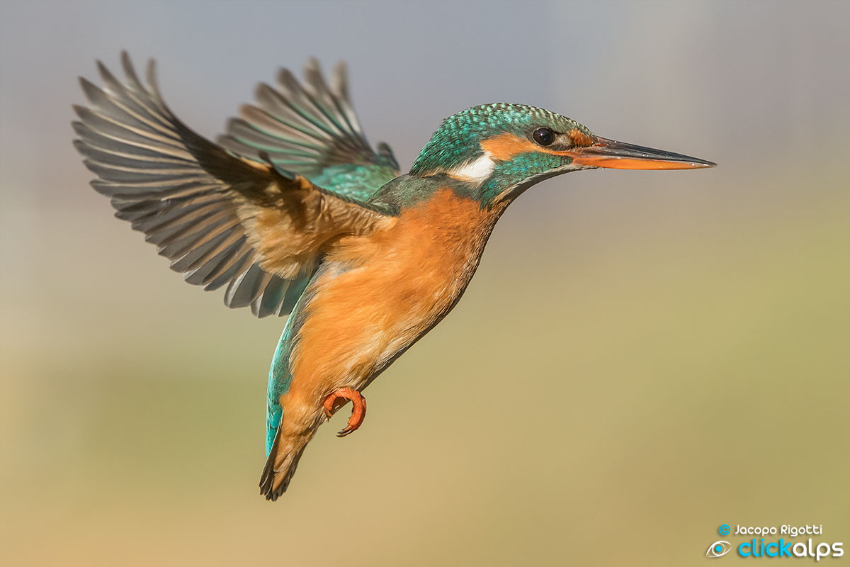martin fisherman in holy spirit
