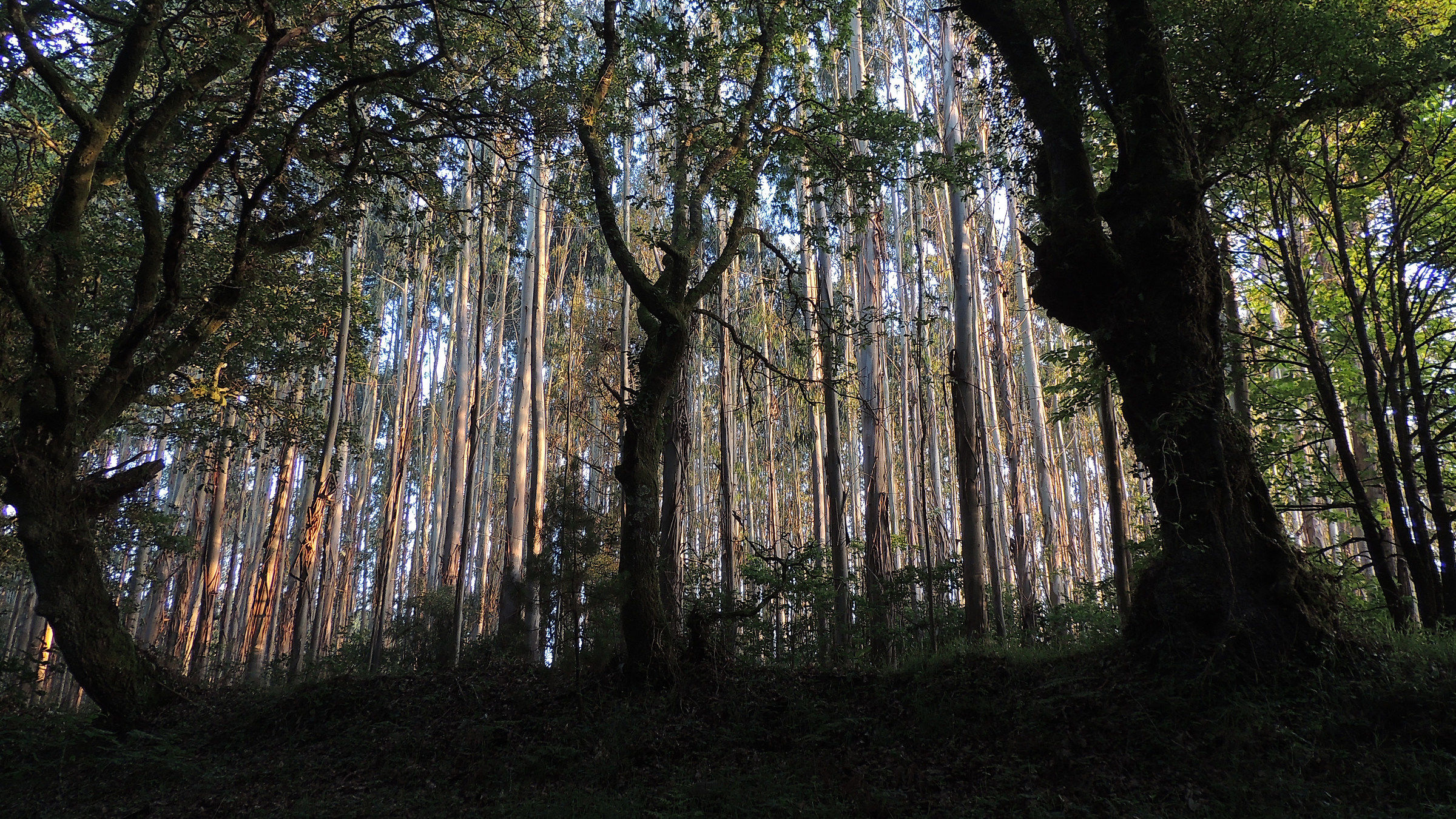 Cathedral of Eucalyptus