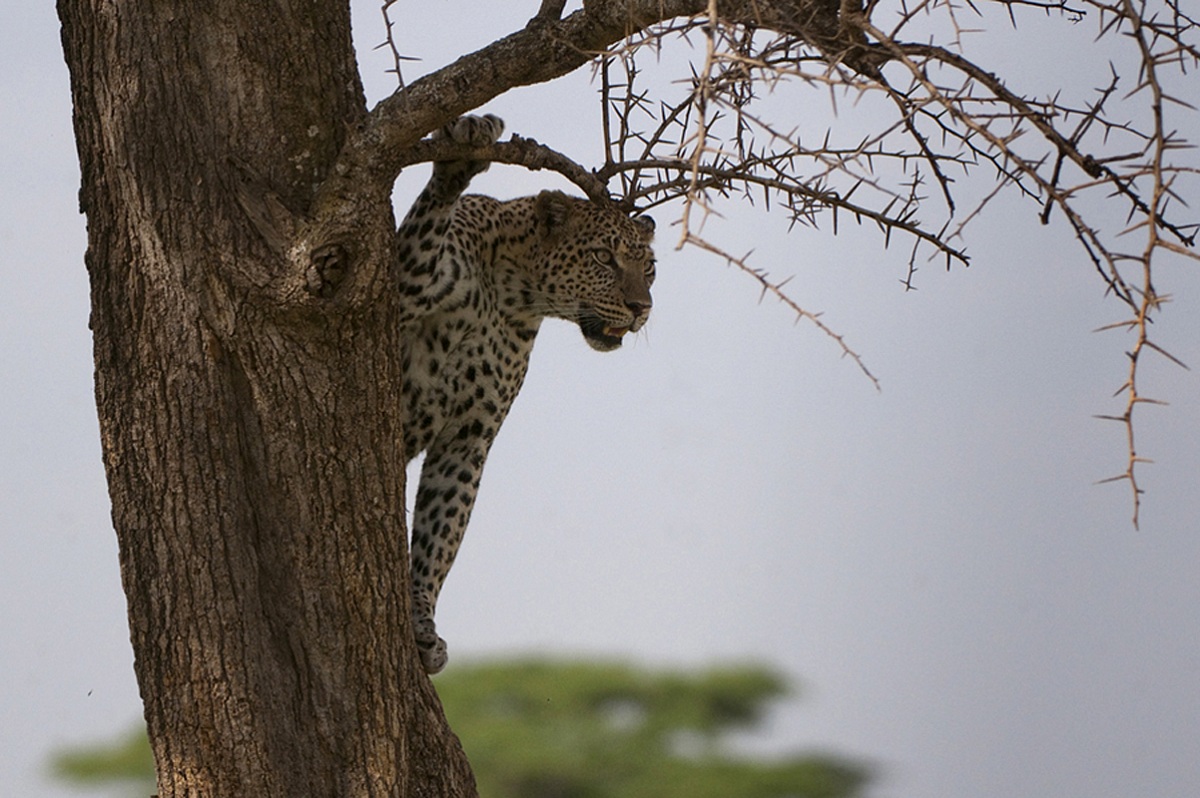 The hunter - Tanzania Ndutu