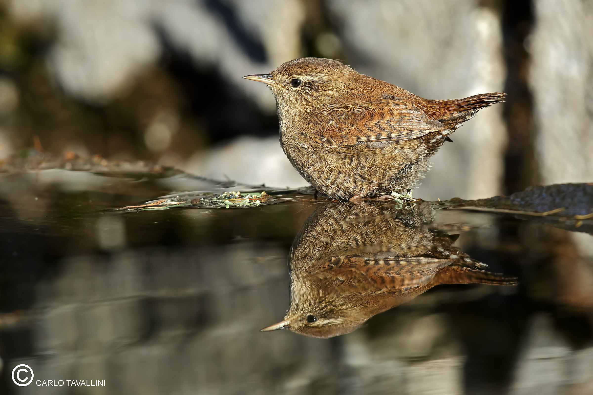 Wren