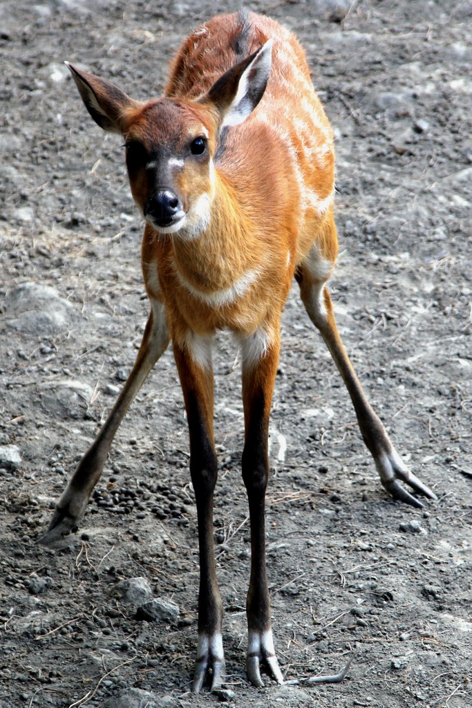 Sitatunga
