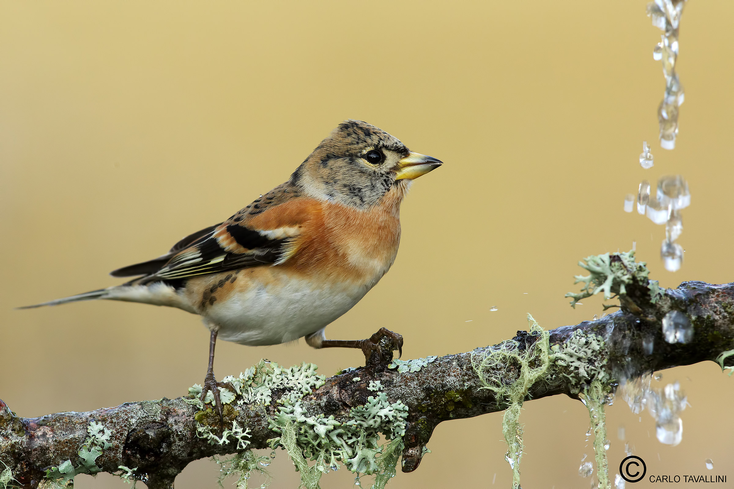 Brambling