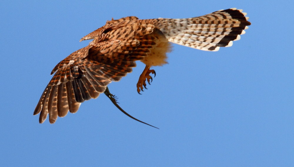 Kestrel with lizard