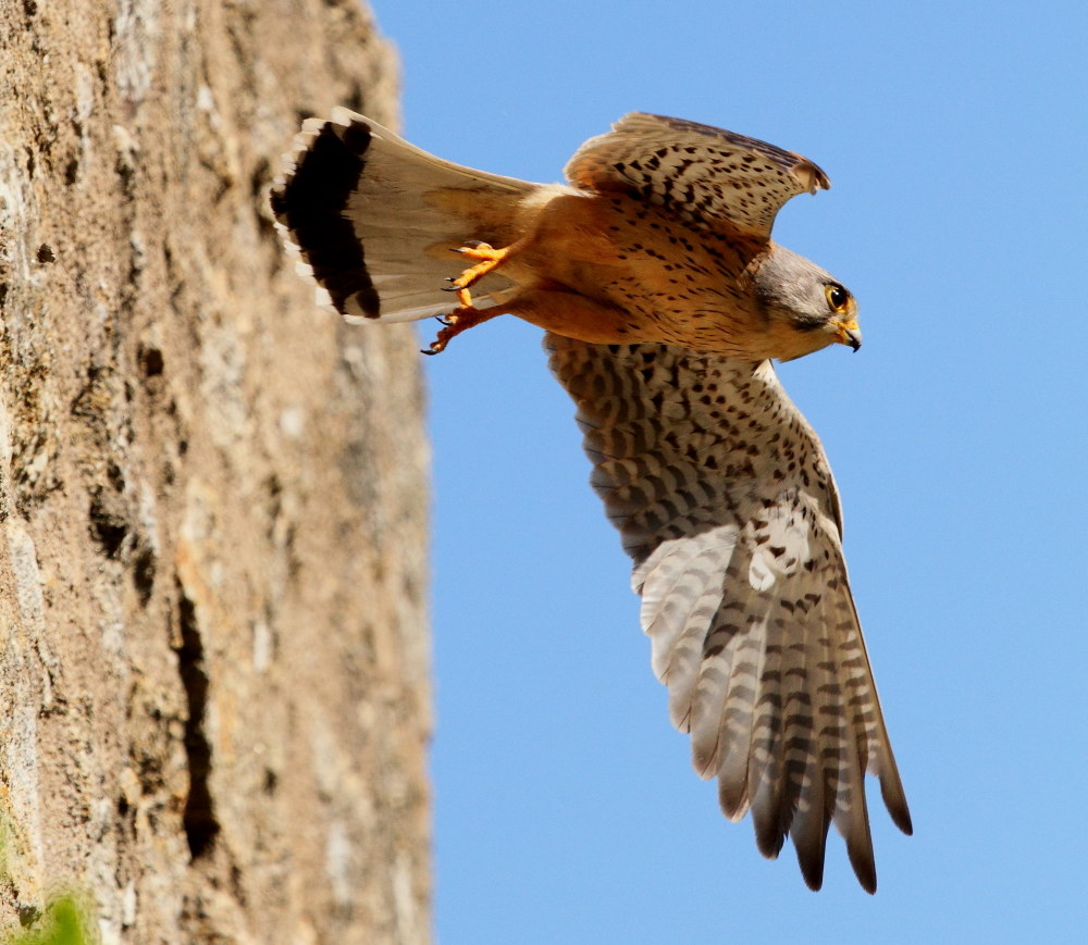 Kestrel flying