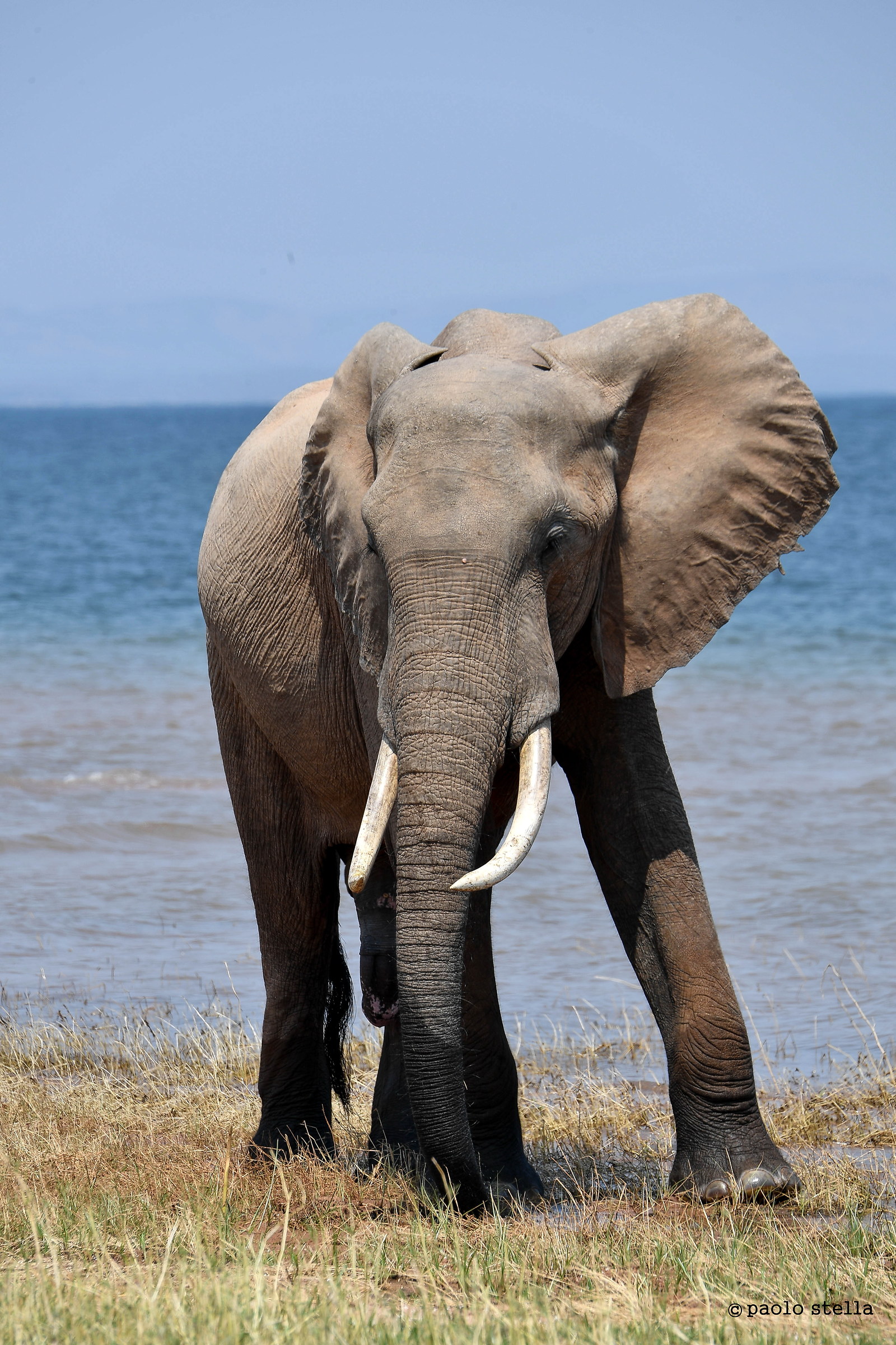 elephant bull at the shore of the lake