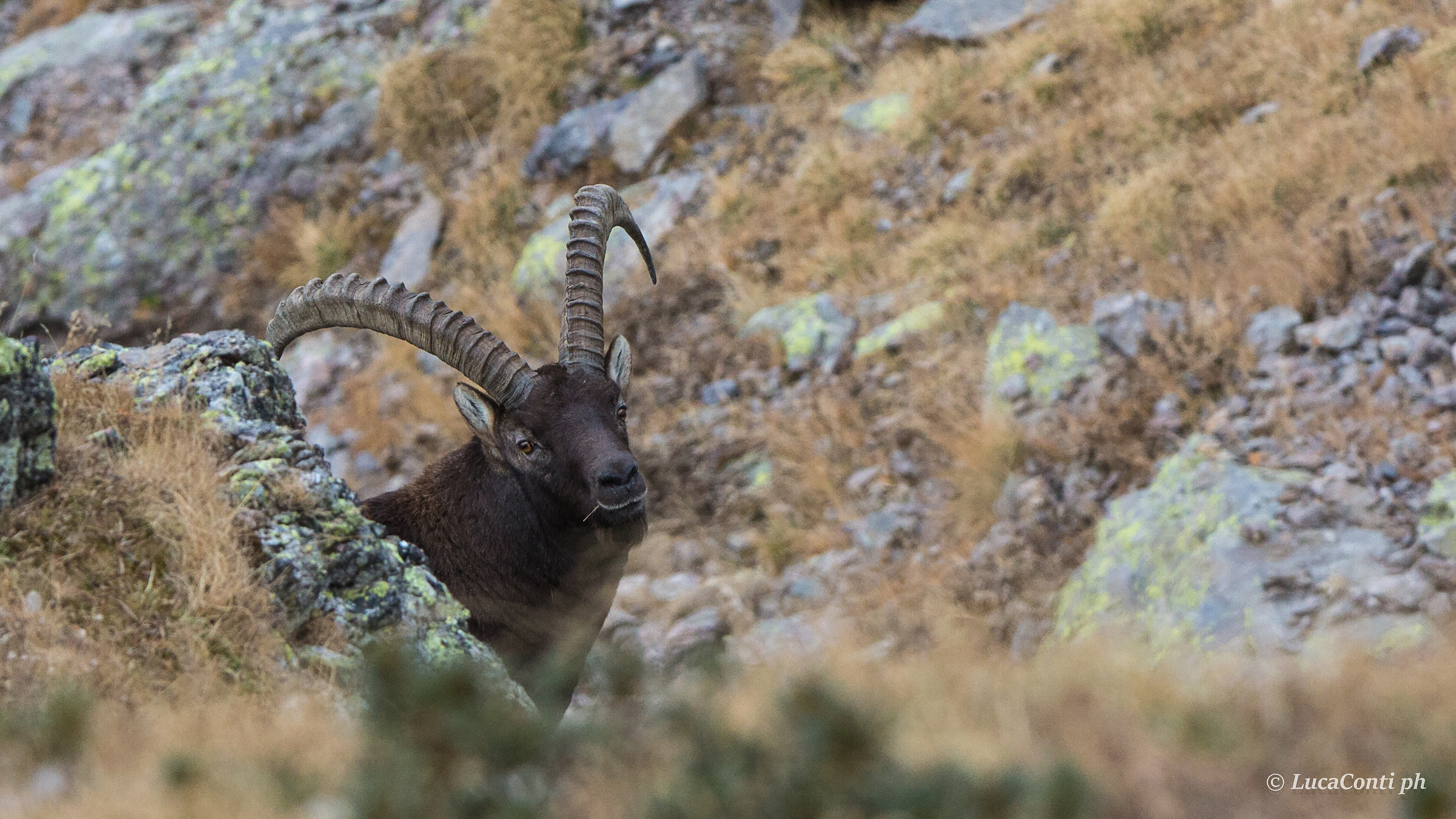 Male of Stambecco (Capra Ibex)