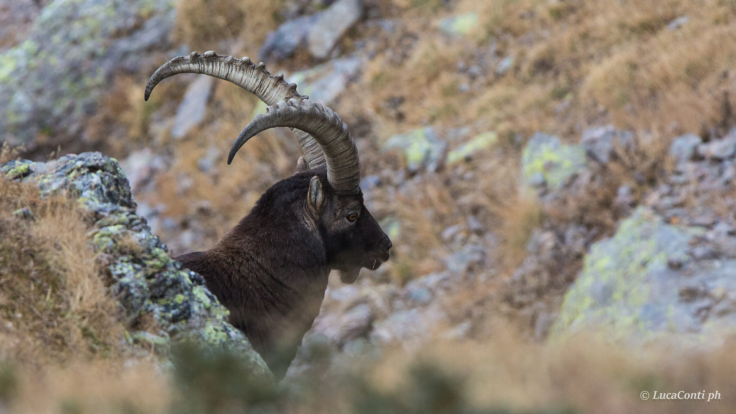 Male of Stambecco (Capra Ibex)