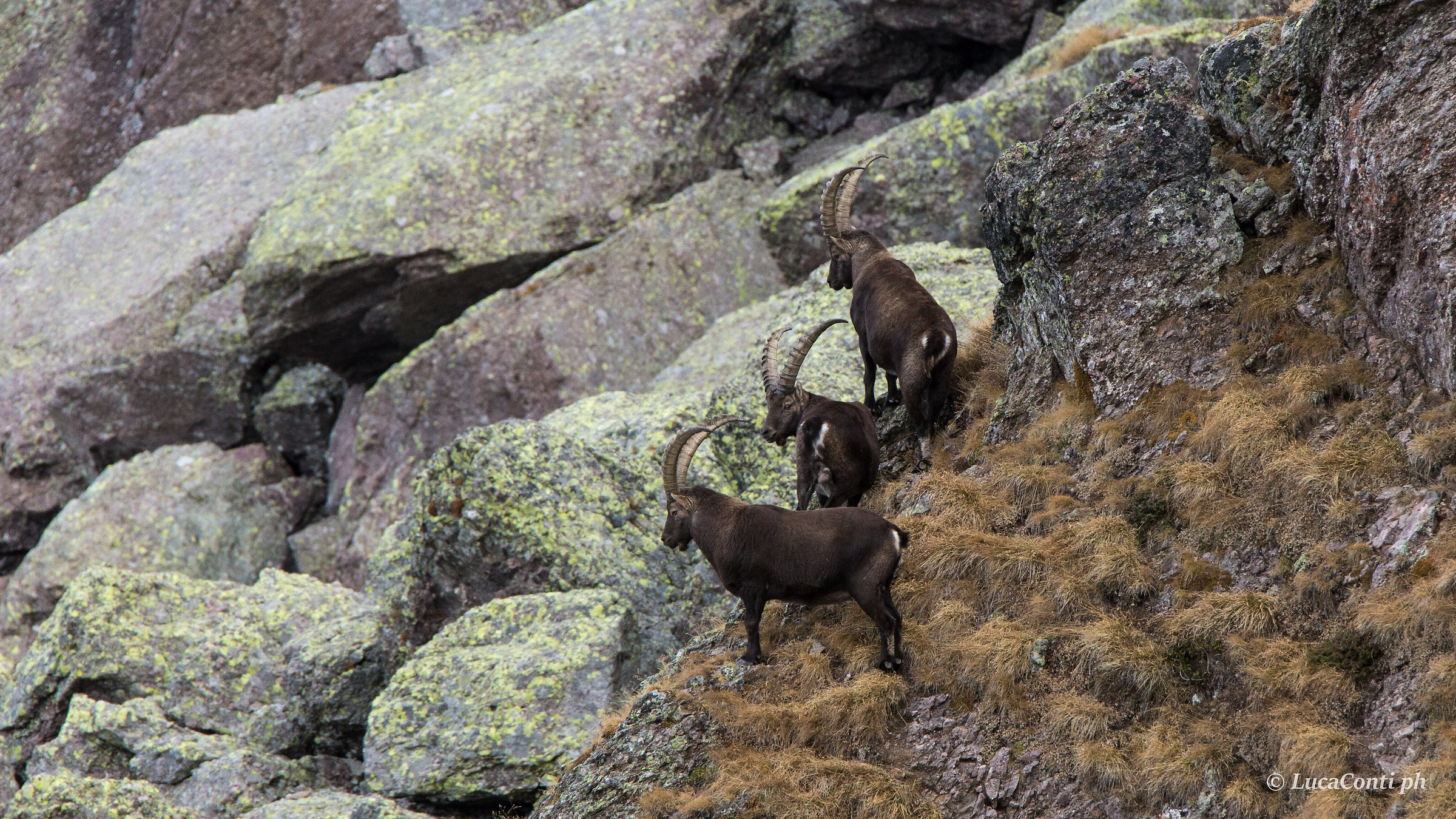 Males of Stambecco (Capra Ibex)