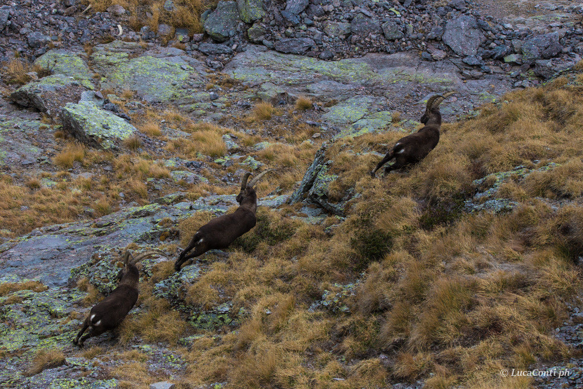 Males of Stambecco (Capra Ibex)