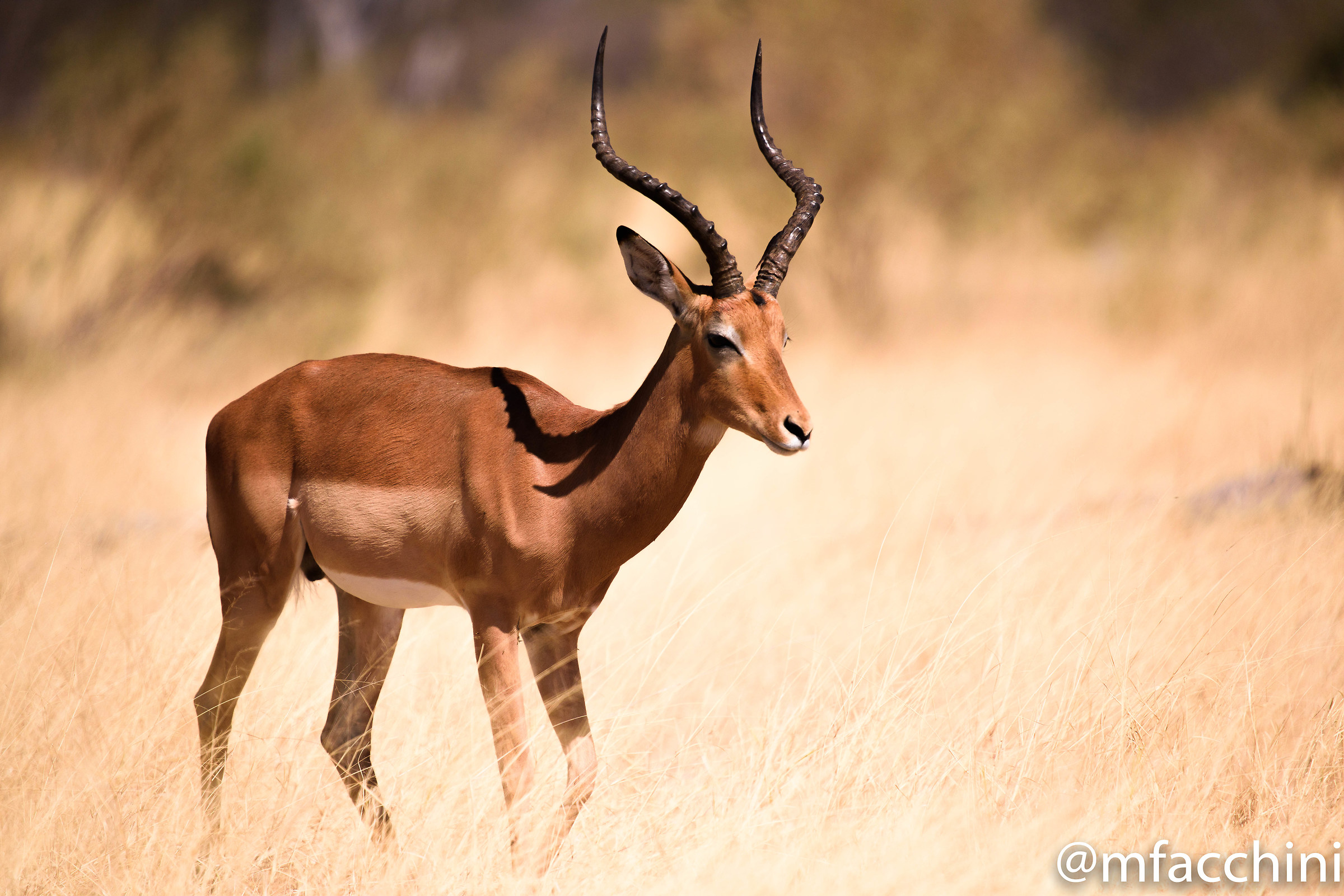 Impala maschio territoriale