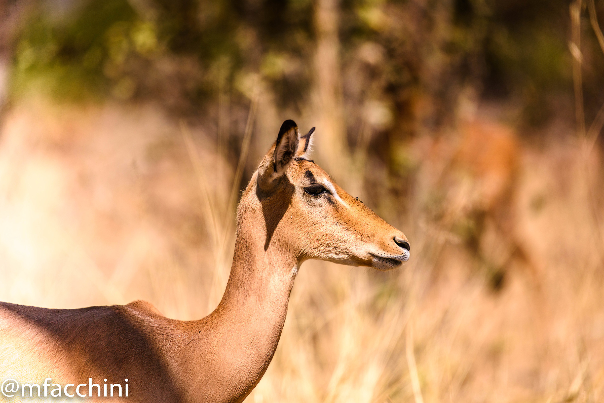 Impala female attenta