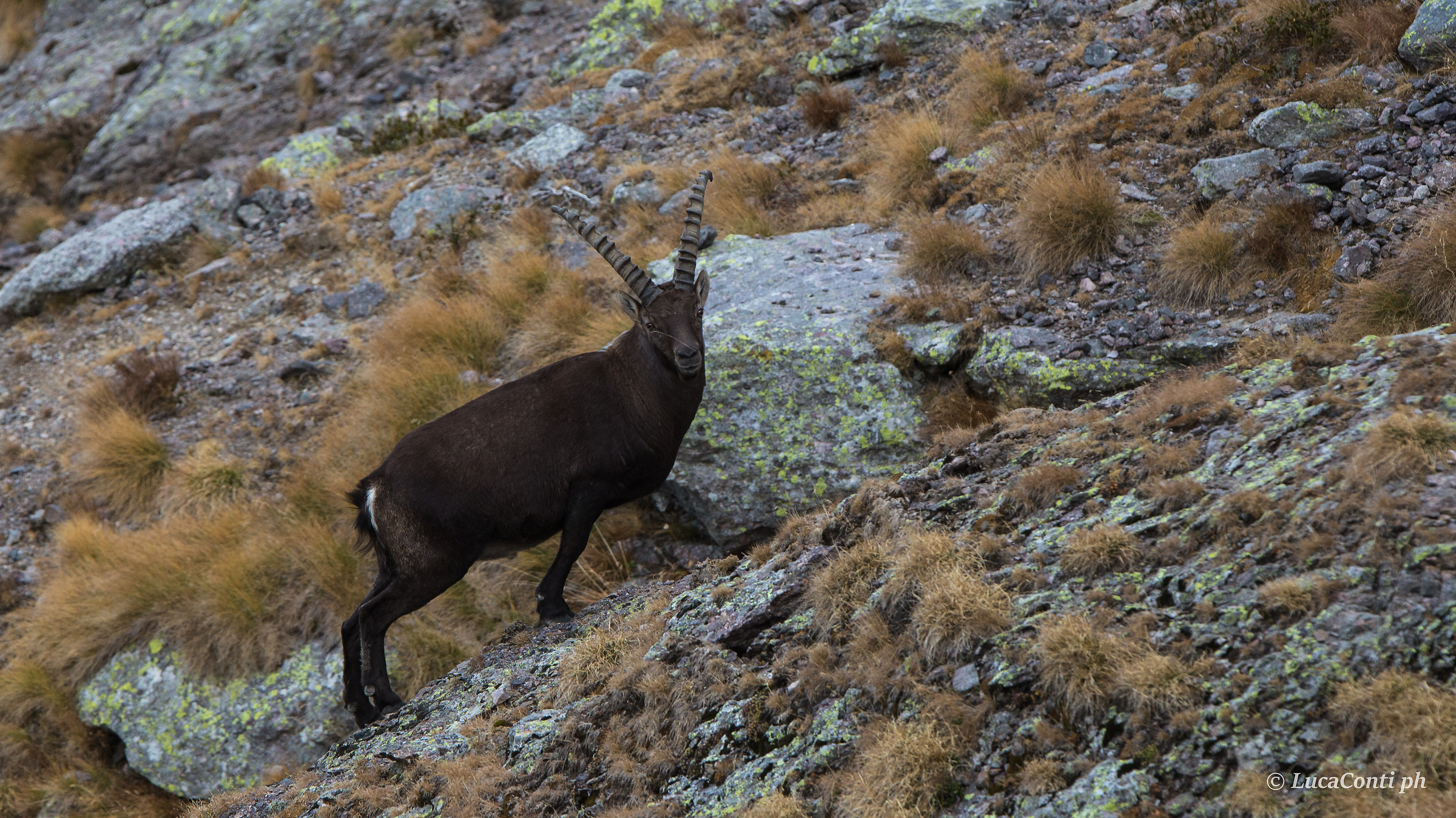 Stambecco male (goat ibex)