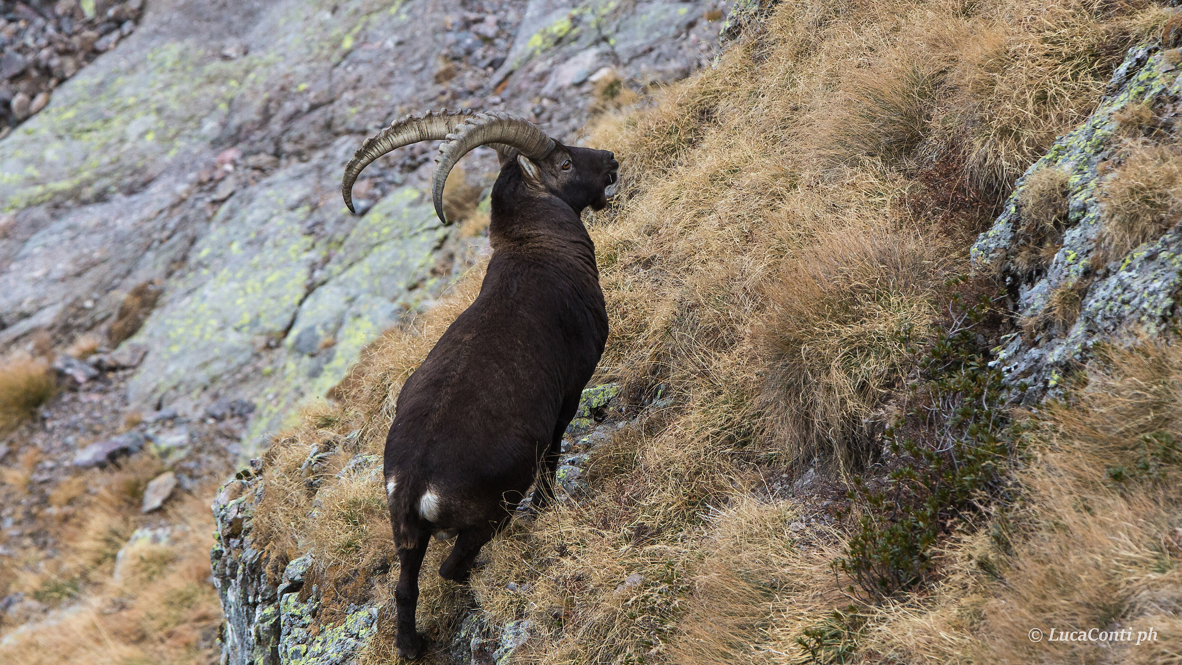 Stambecco male (goat ibex)