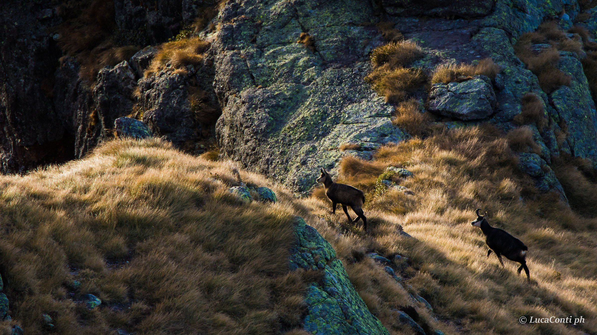 Camoscio alpino (rupicapra rupicapra)