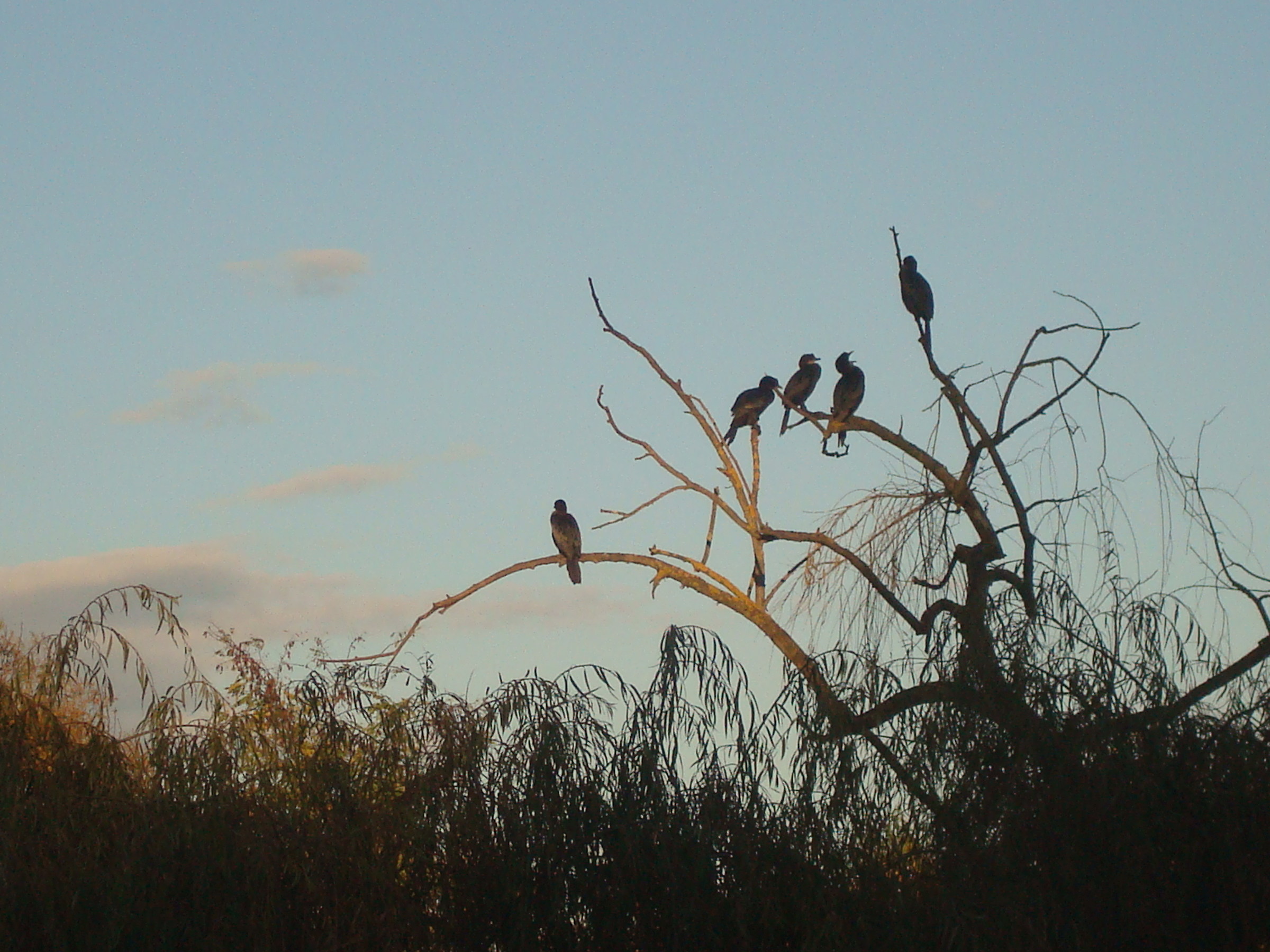 cormorants in the afternoon