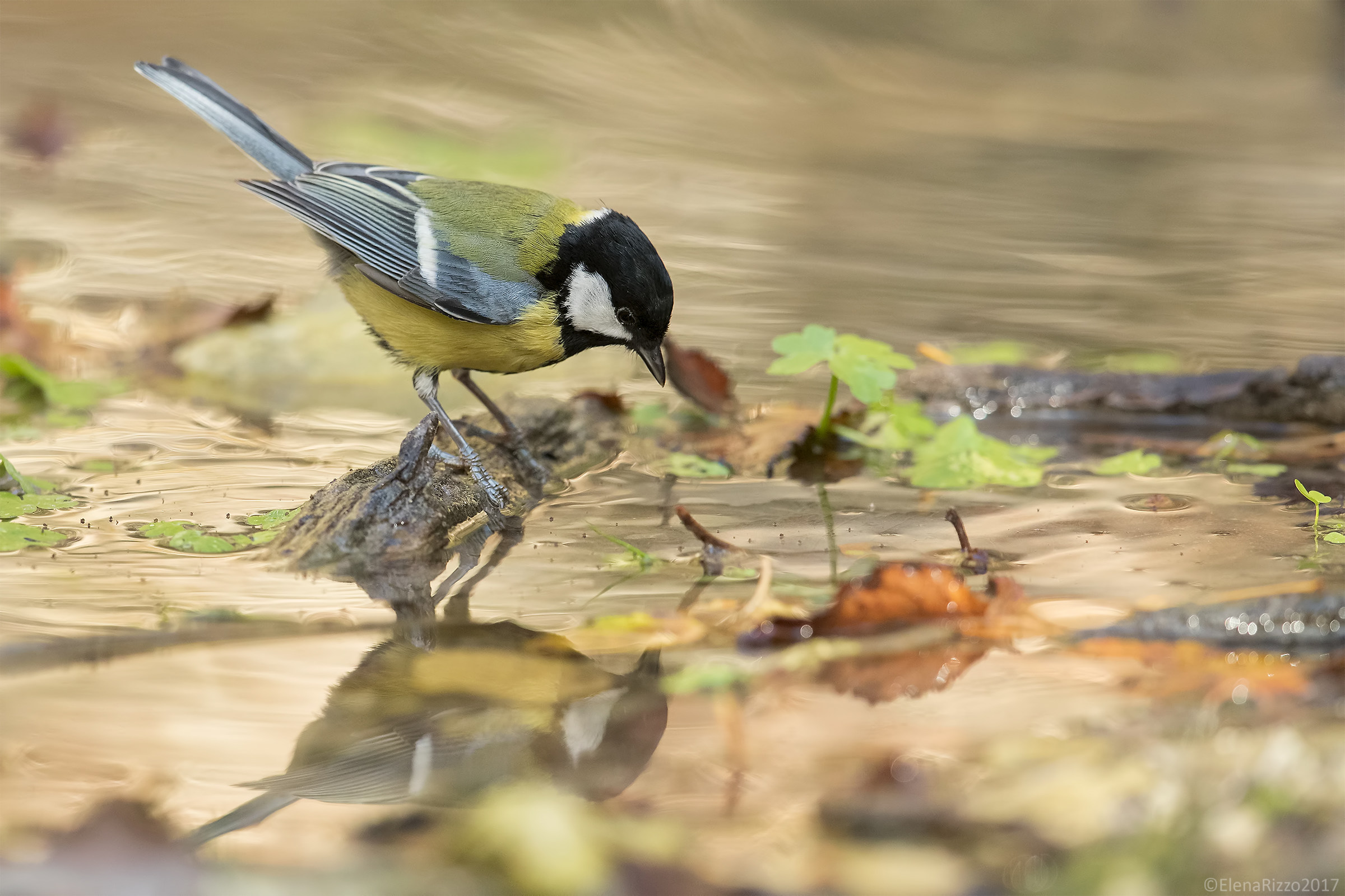 Great Tit