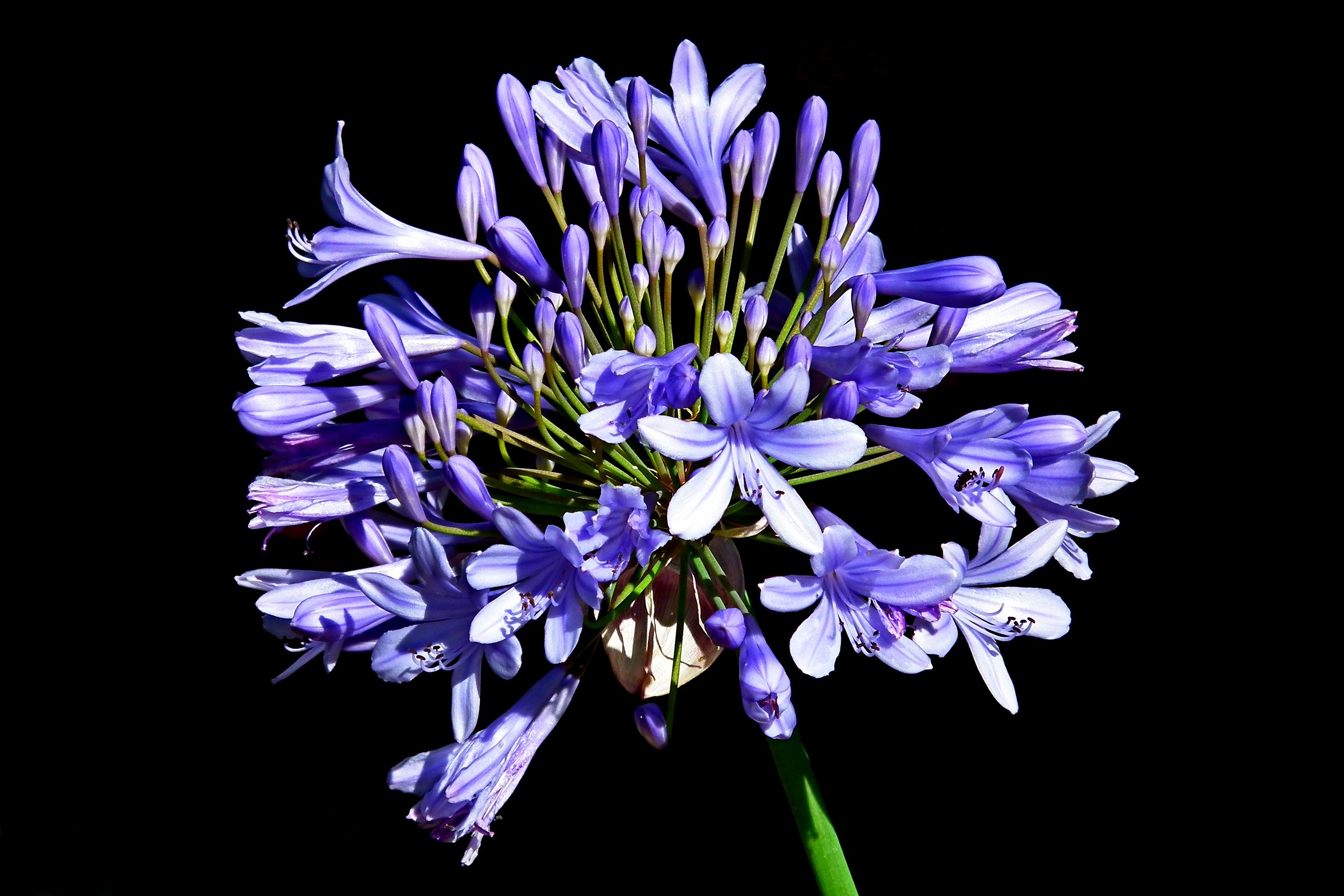 Agapanthus blu fiore dell'amore
