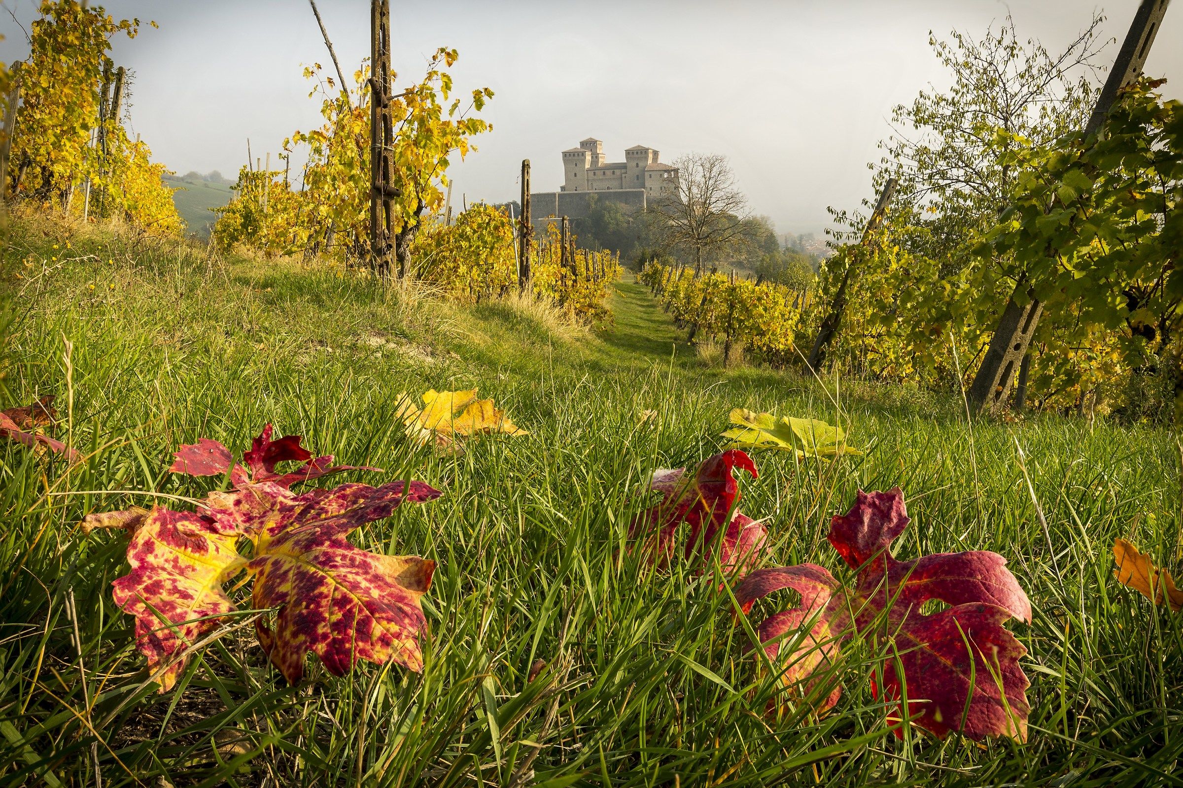 Colors towards Torrechiara