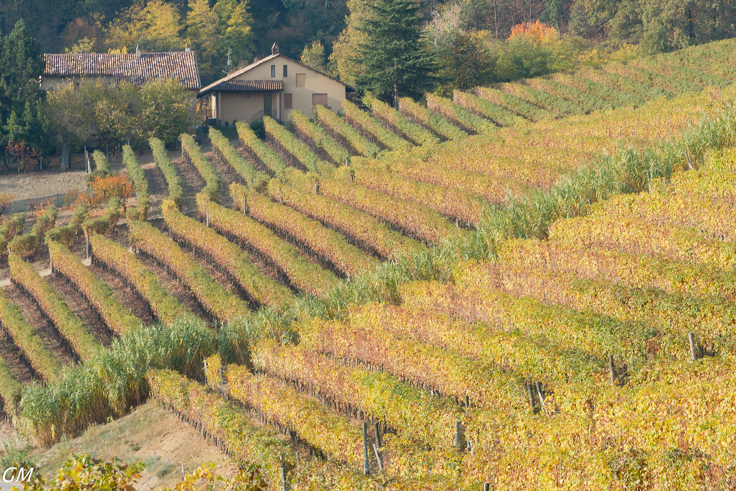 Langhe - Detail vineyards