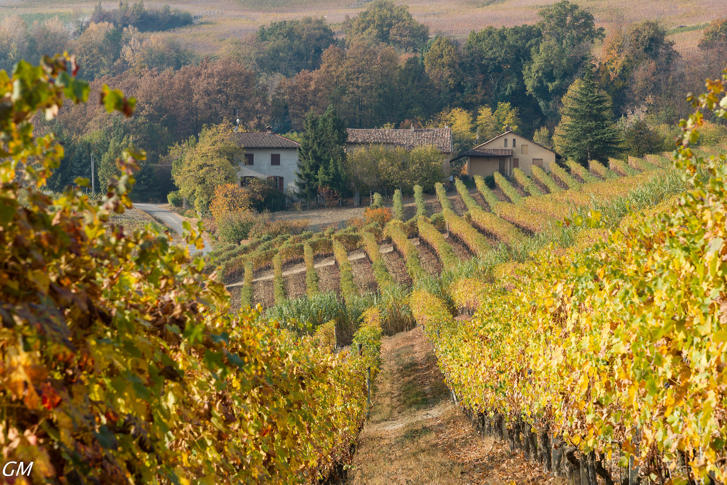 Langhe - La Morra - Vigne