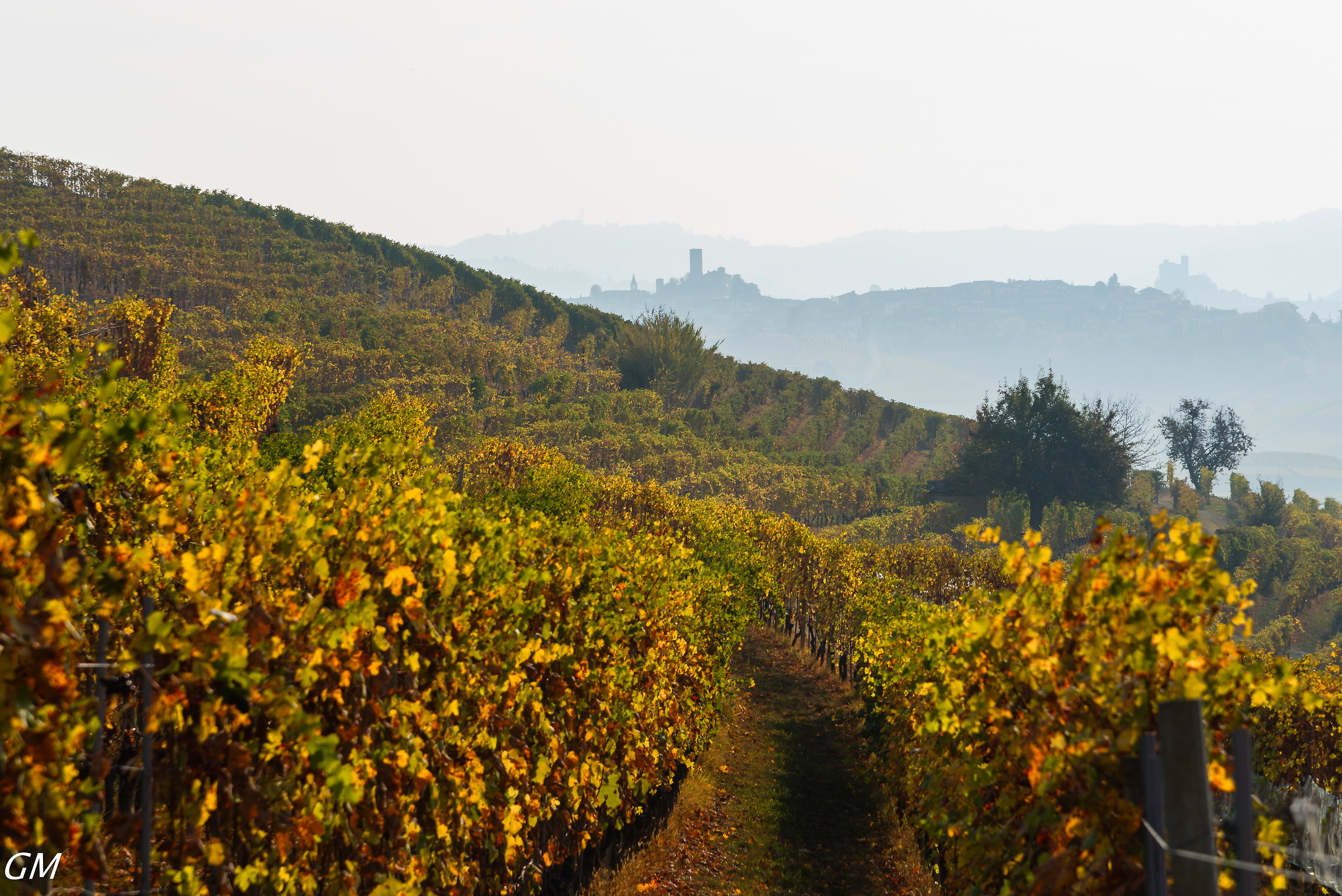 Langhe - La Morra - Vigne