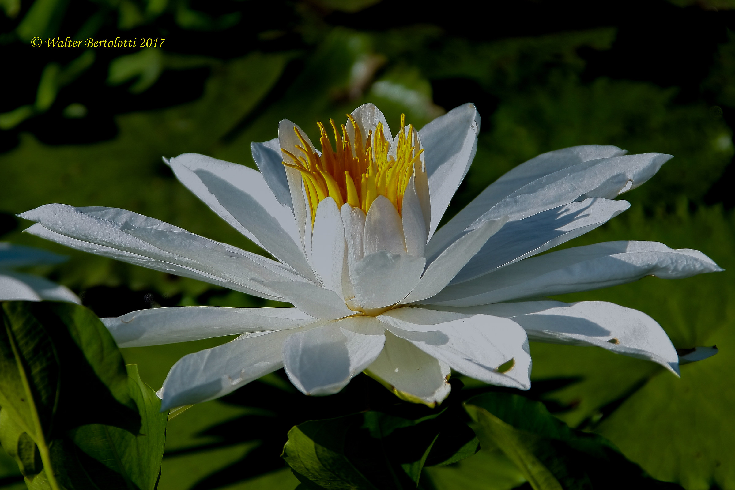 il profumo nell'aria