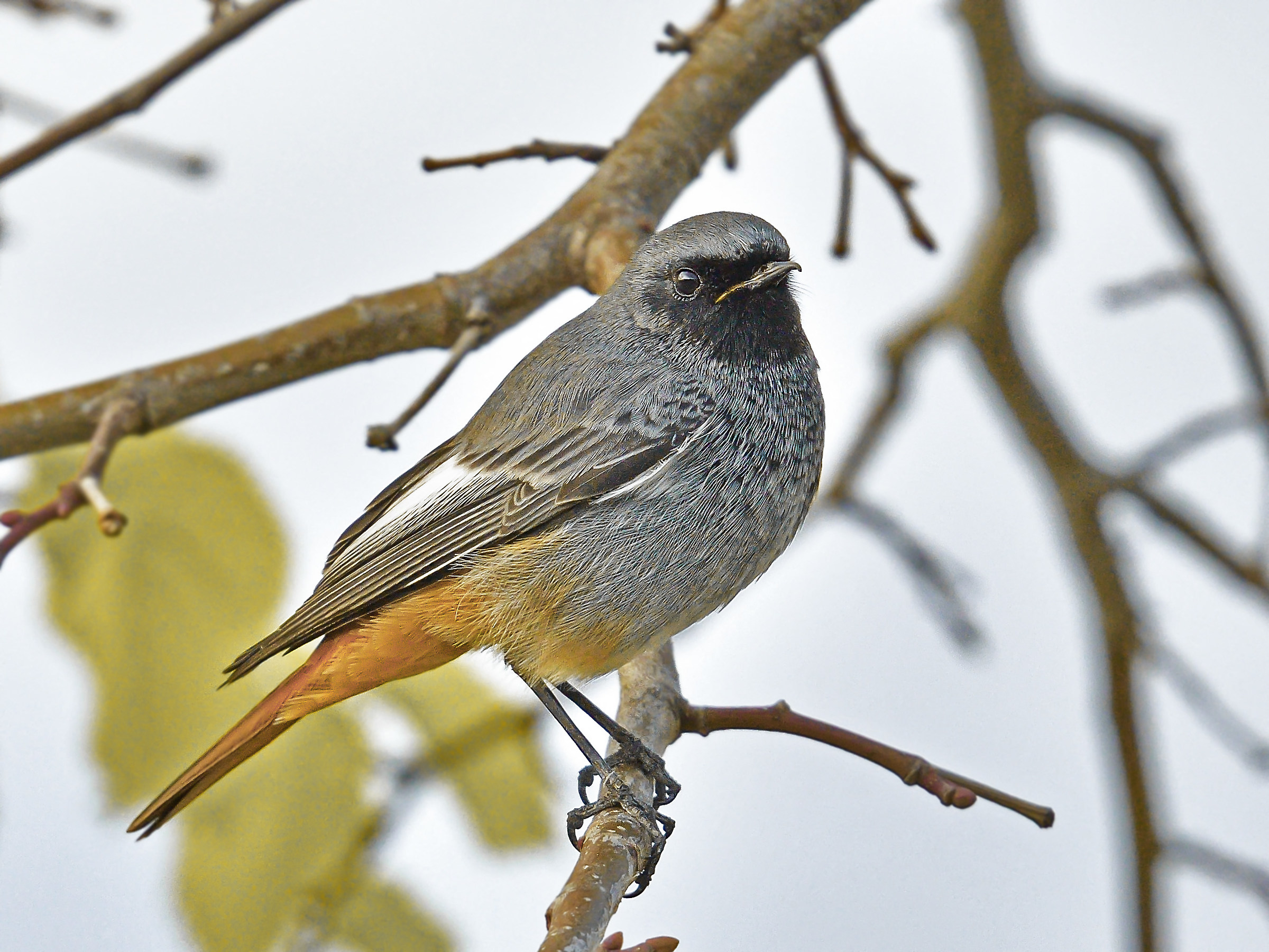 Redstart