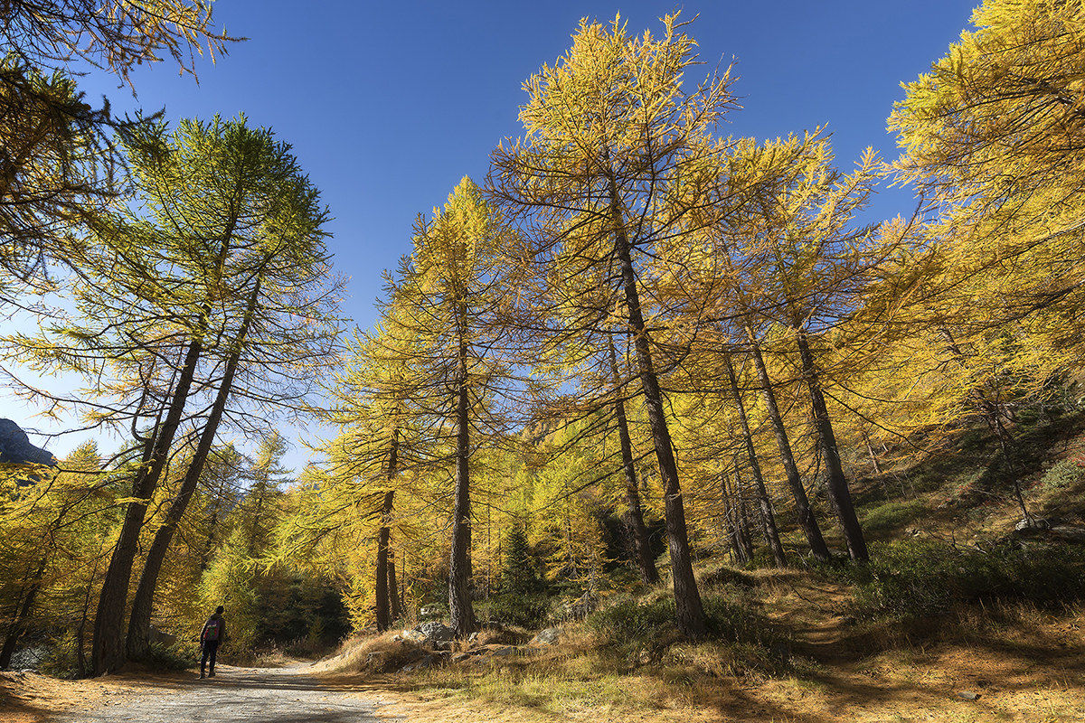 The impossibility of yellow