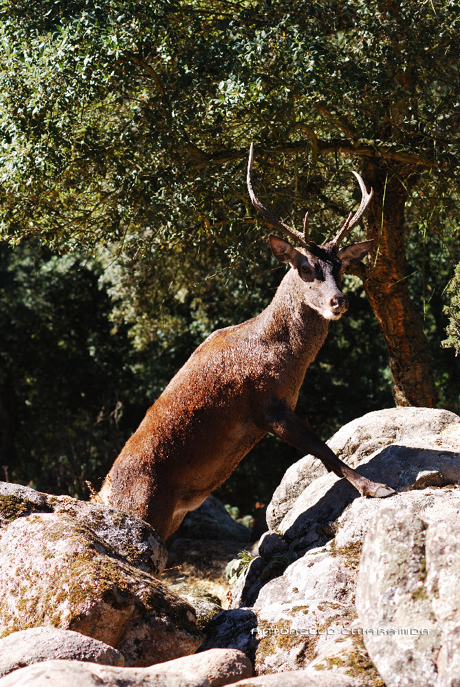 Cervo Sardo Maschio