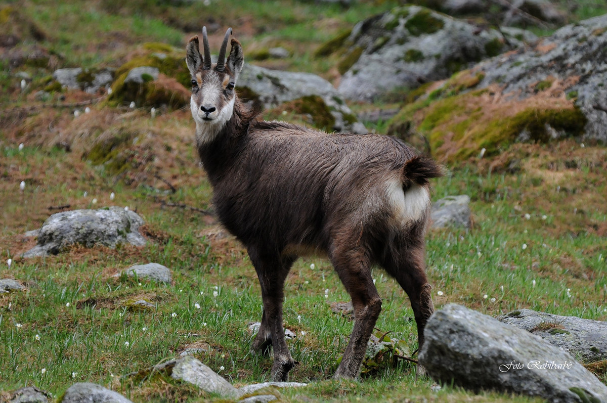Chamois...