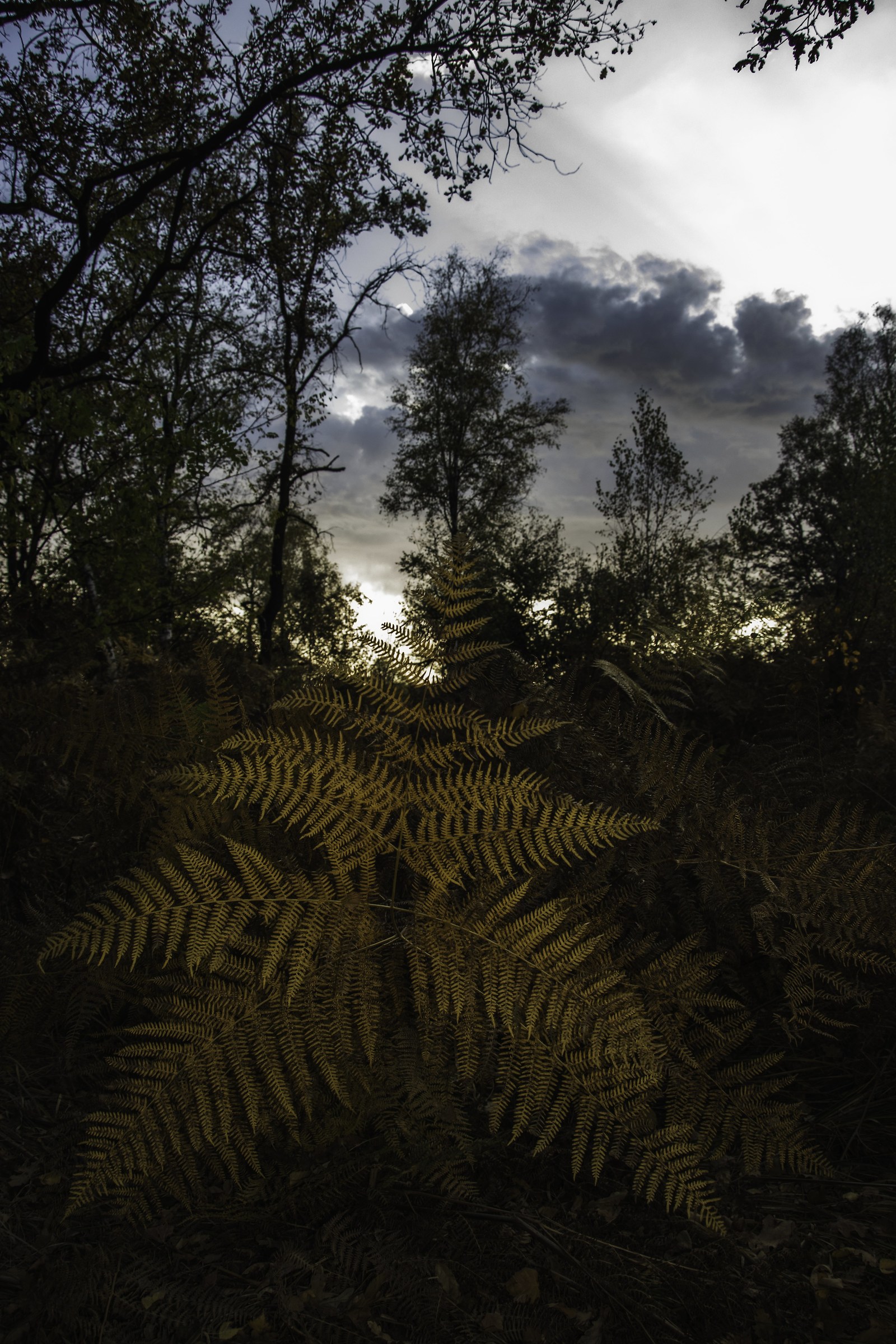 The land forgot of time