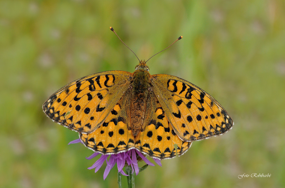 Bolivia Clossiana) euphrosyne Eufrosine ...