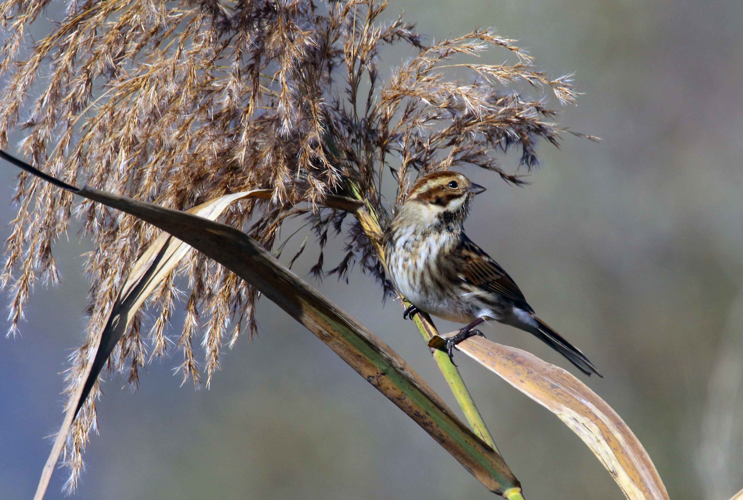 Migliarino di palude