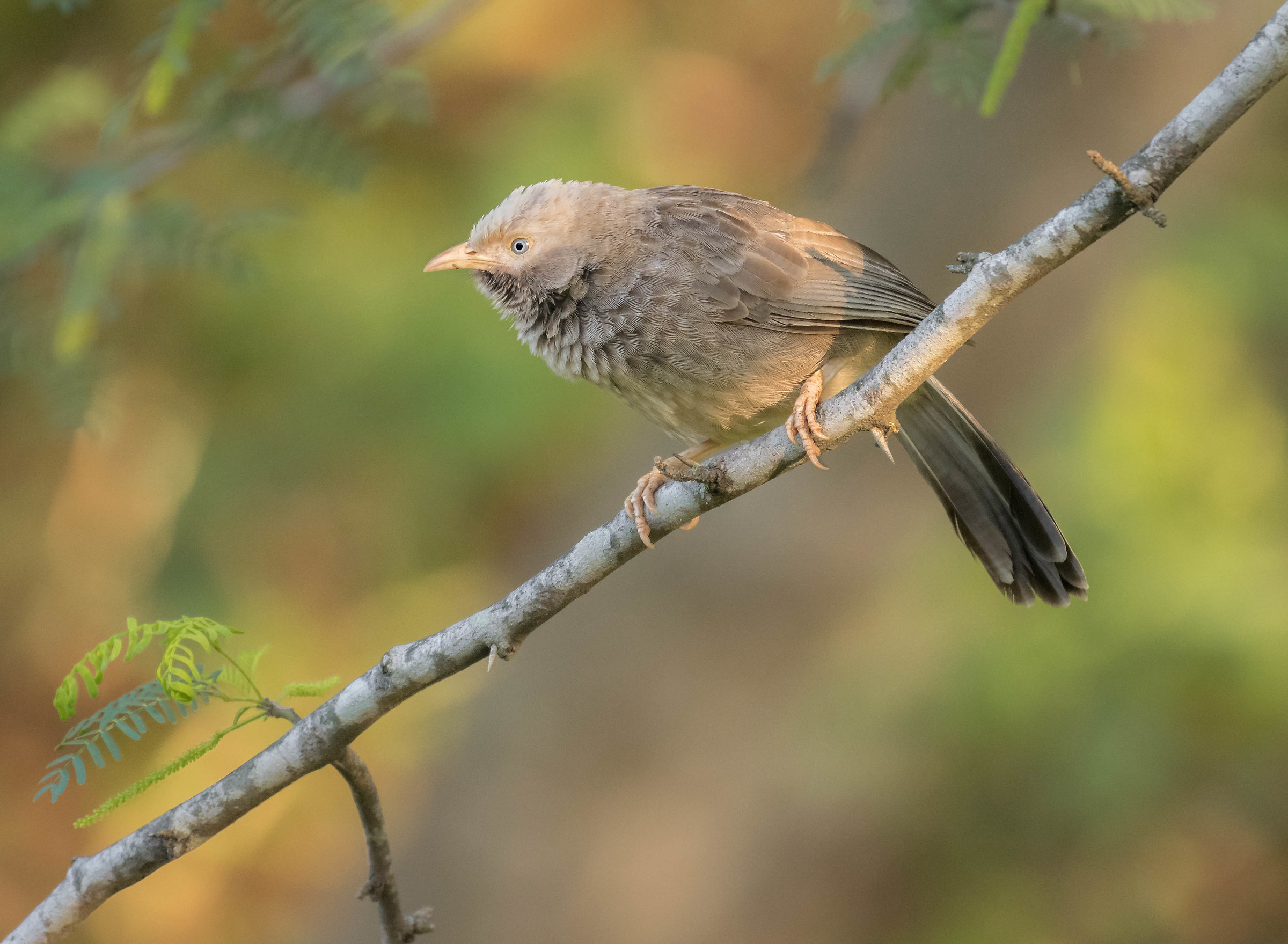 Jungle Babbler