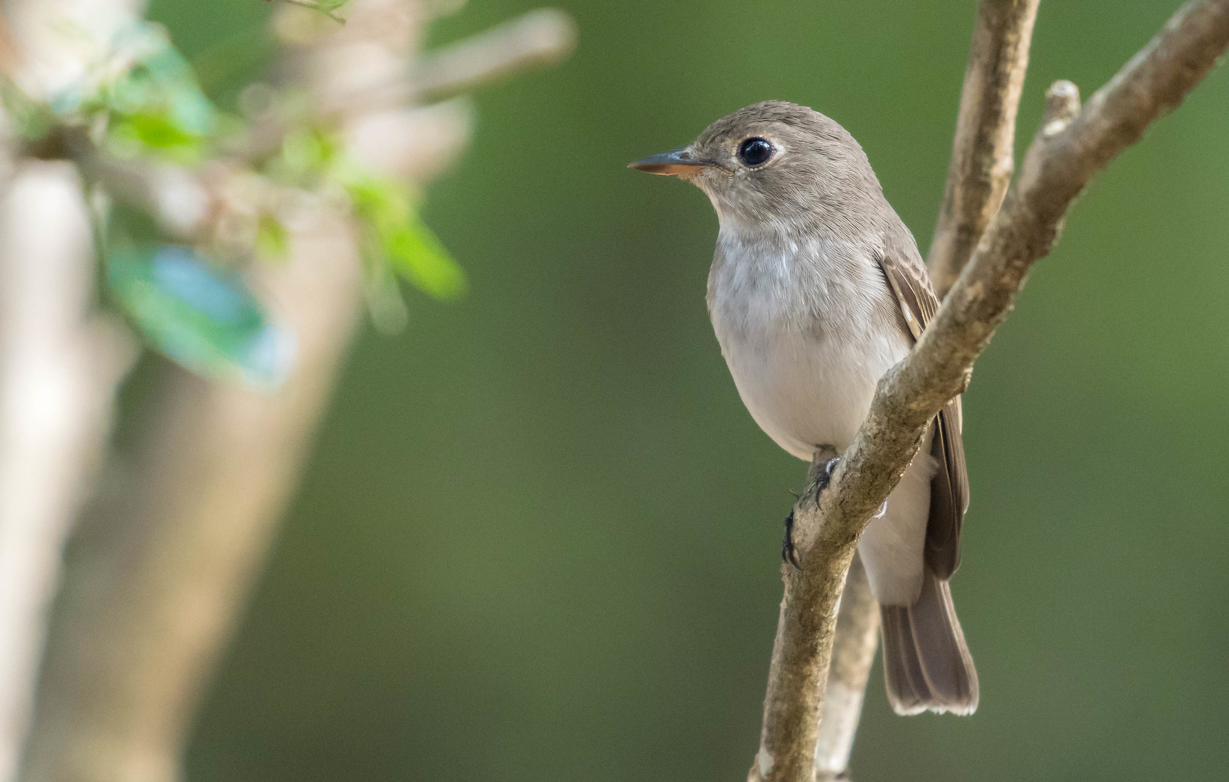 Asian brown fly catcher