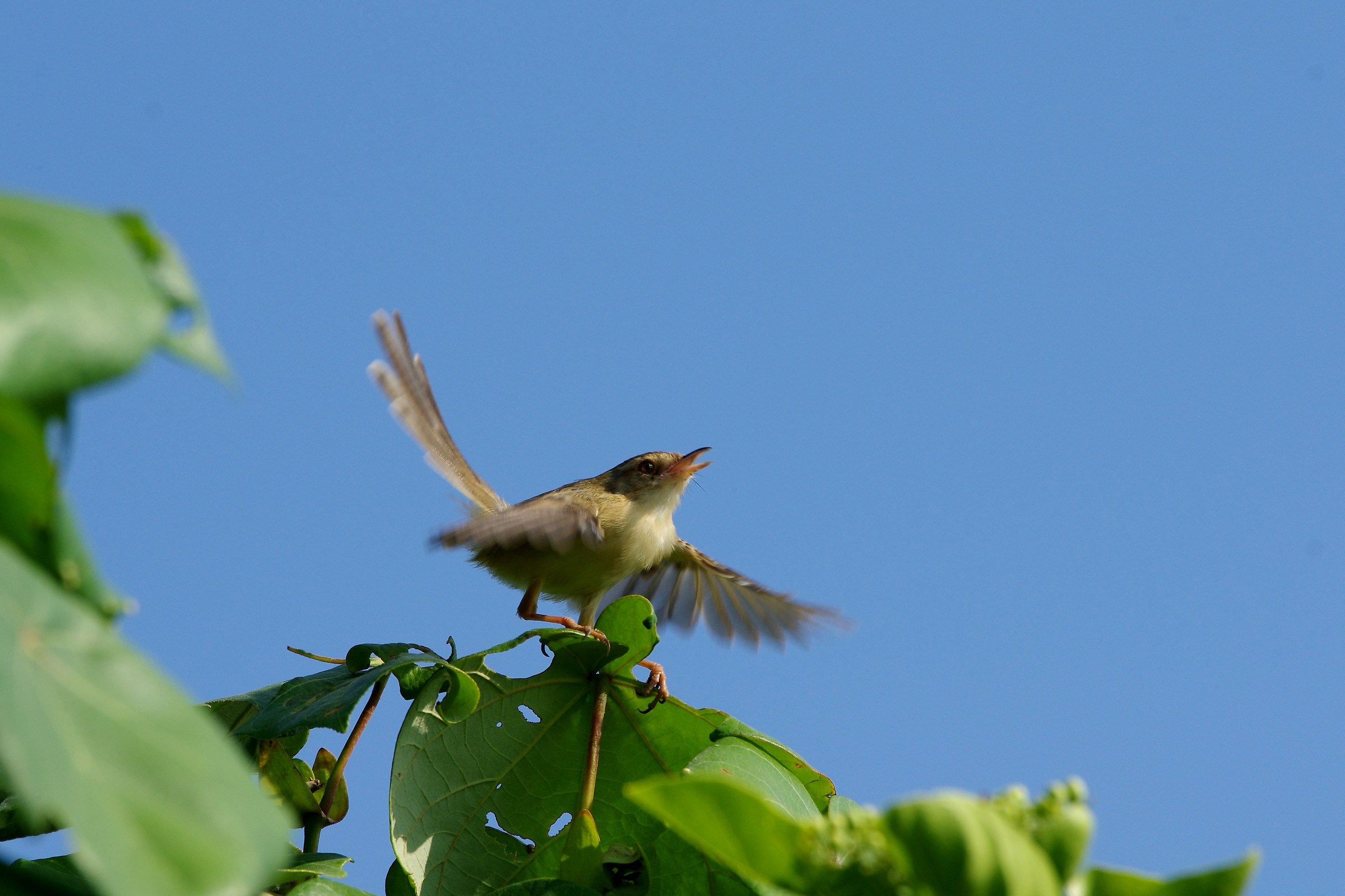 Plain Prinia