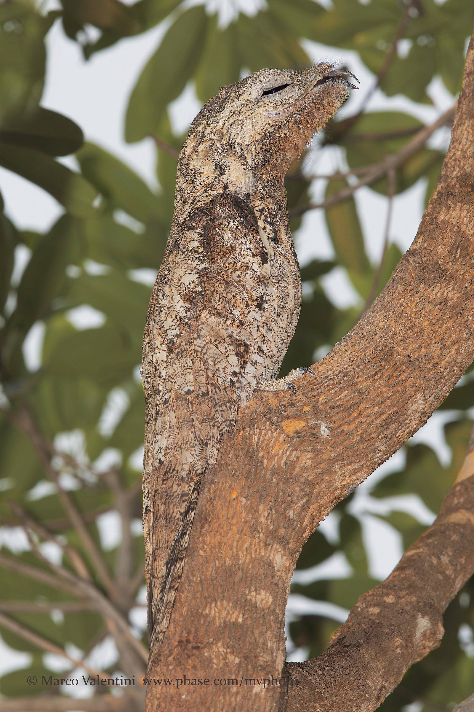 Campione di mimetismo