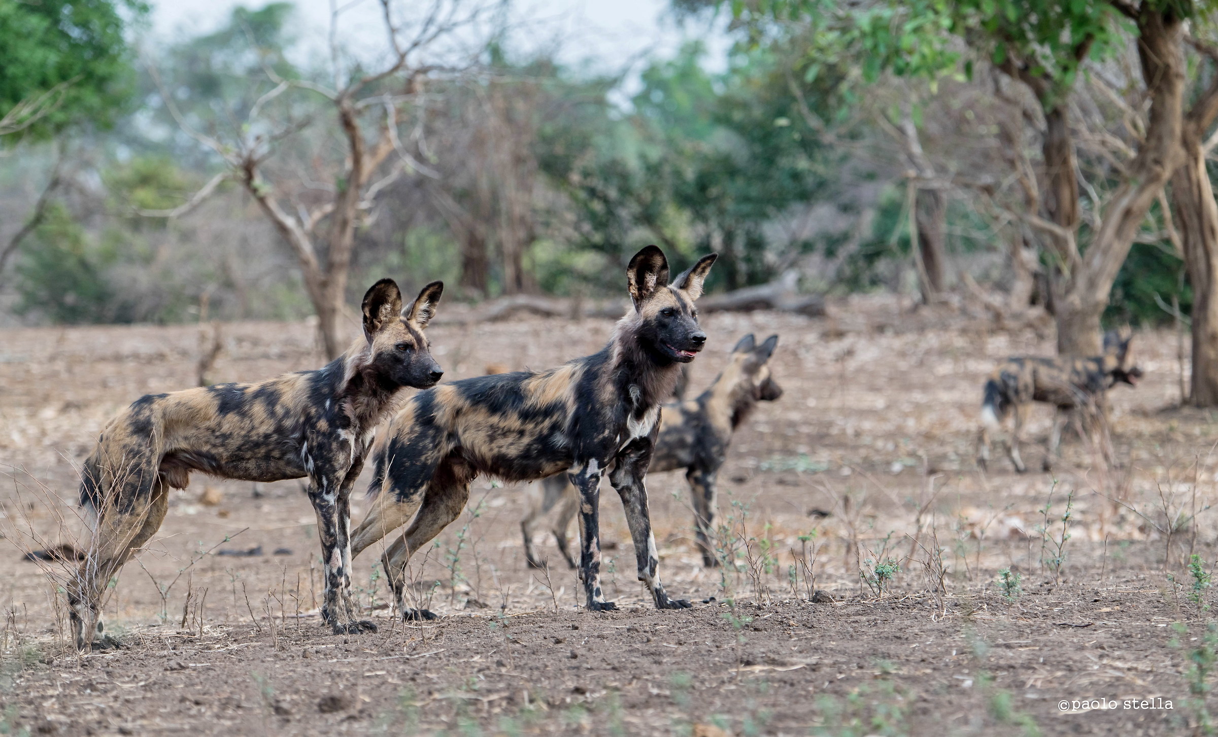 i licaoni di Mana Pools