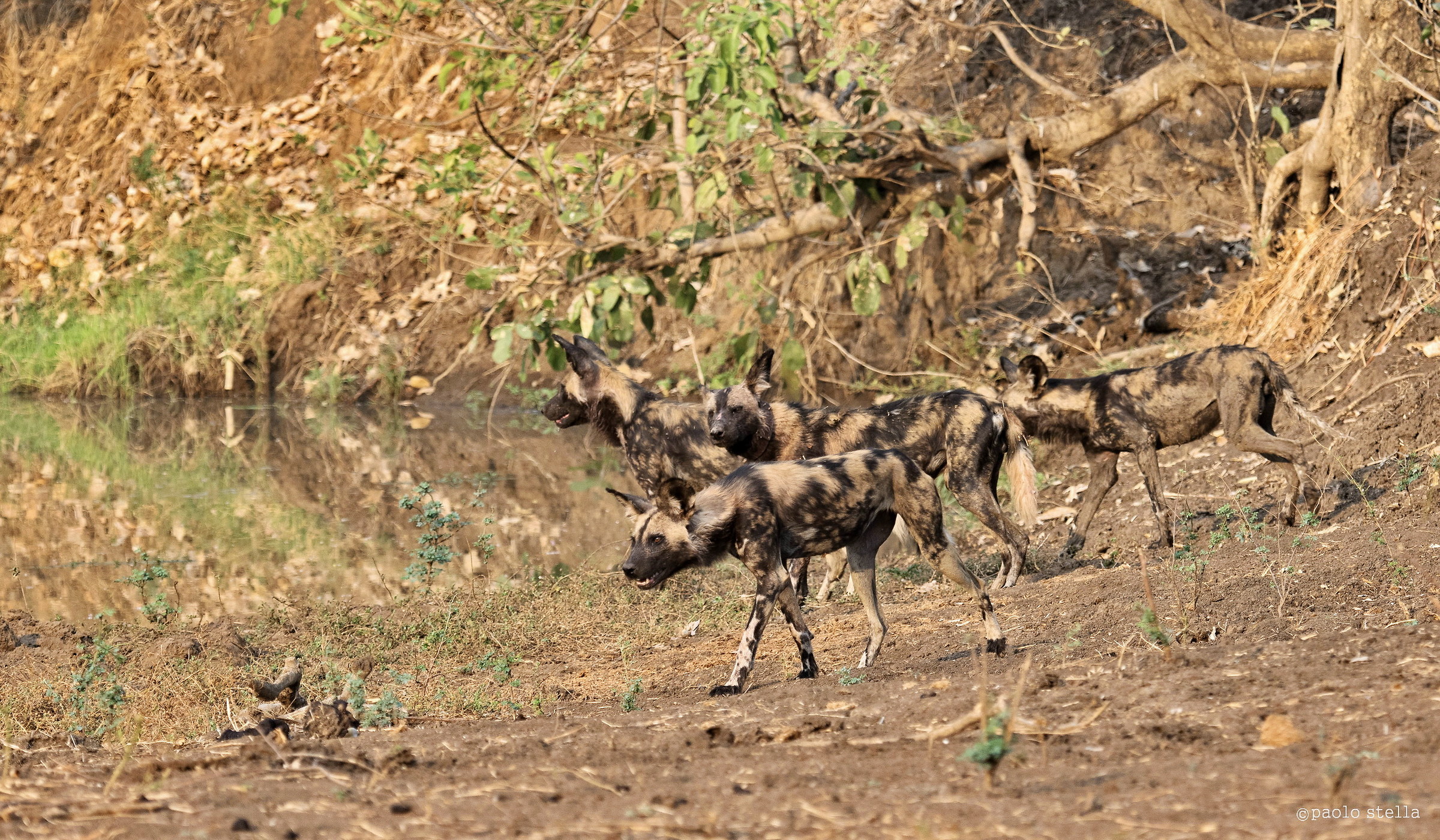 i licaoni alla pozza